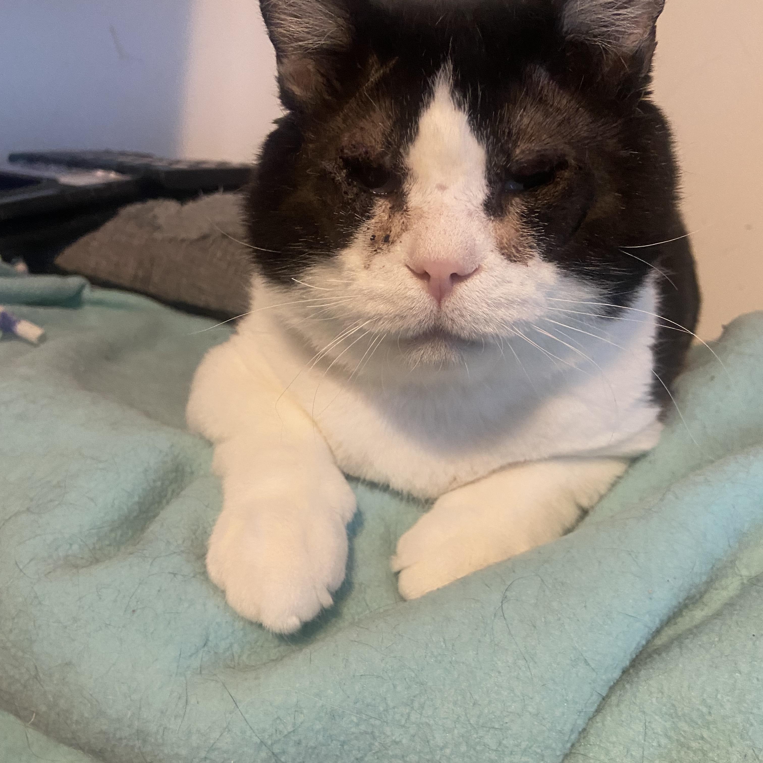 Enlarge Blitzer & Arthur , a Adoptable Domestic Short Hair in Saint Francis, MN image 3/5