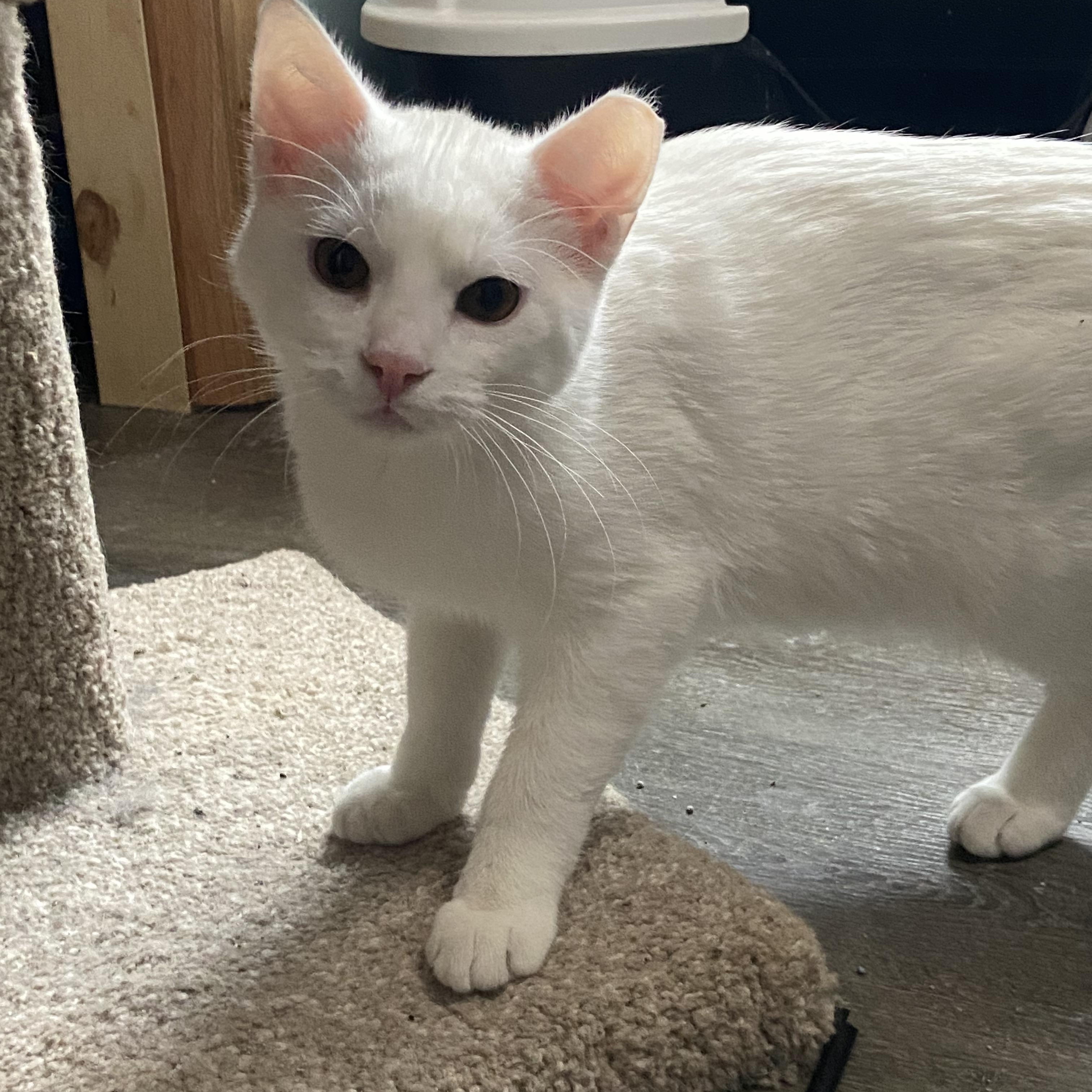 Enlarge Blitzer & Arthur , a Adoptable Domestic Short Hair in Saint Francis, MN image 5/5