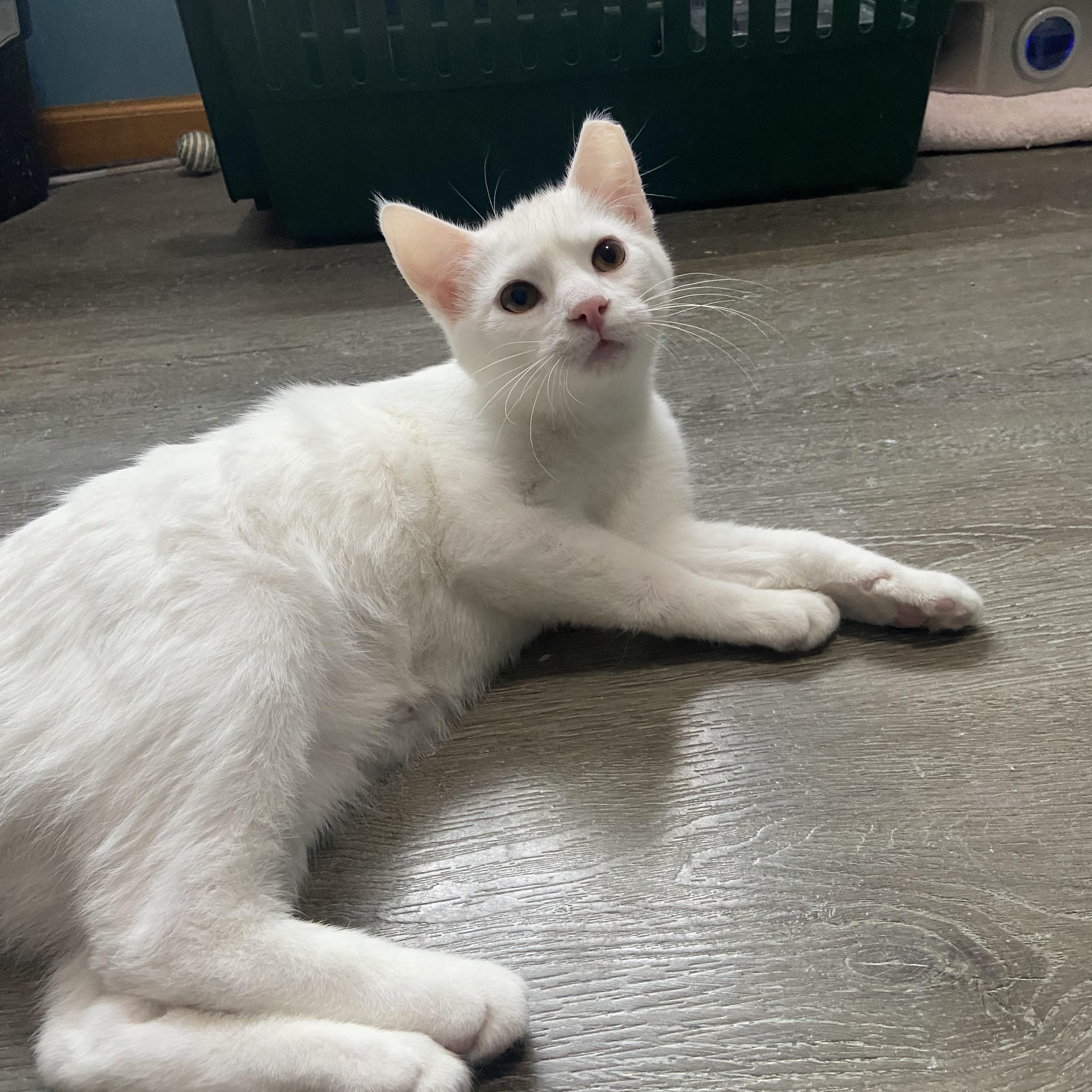 Enlarge Blitzer & Arthur , a Adoptable Domestic Short Hair in Saint Francis, MN image 4/5