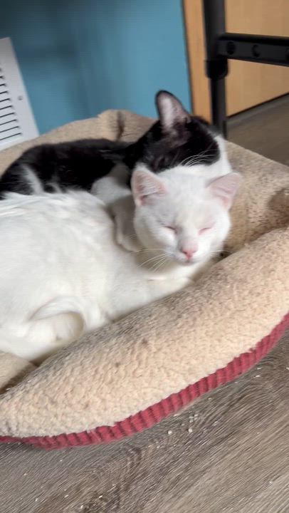 Enlarge Blitzer & Arthur , a Adoptable Domestic Short Hair in Saint Francis, MN video 2/5