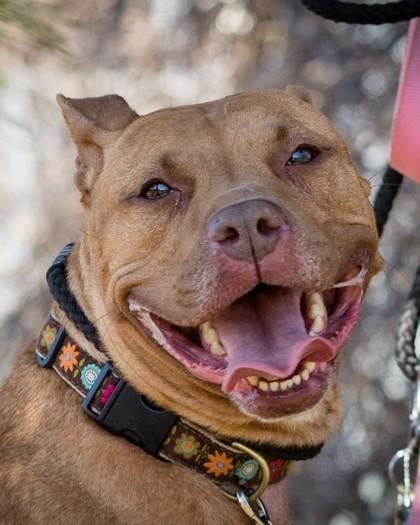 Nyla, Adoptable, Adult Female American Staffordshire Terrier & Mixed Breed.