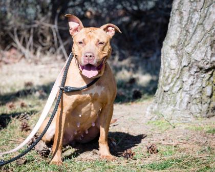 Nyla, Adoptable, Adult Female American Staffordshire Terrier & Mixed Breed.