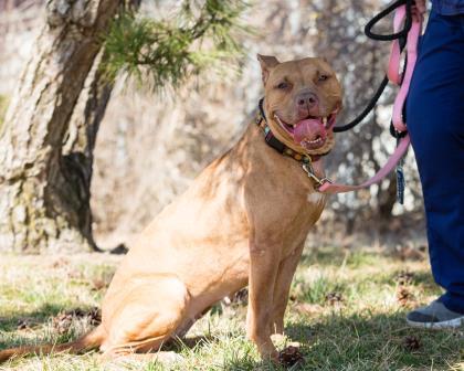 Enlarge Nyla, a Adoptable mixed breed in Hamilton, NJ image 2/3