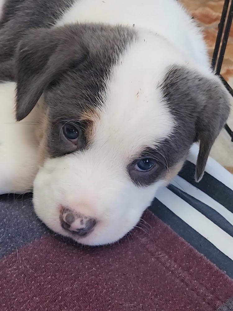 25-121 Tortellini, Adoptable, Puppy Male Australian Cattle Dog / Blue Heeler & Mixed Breed.