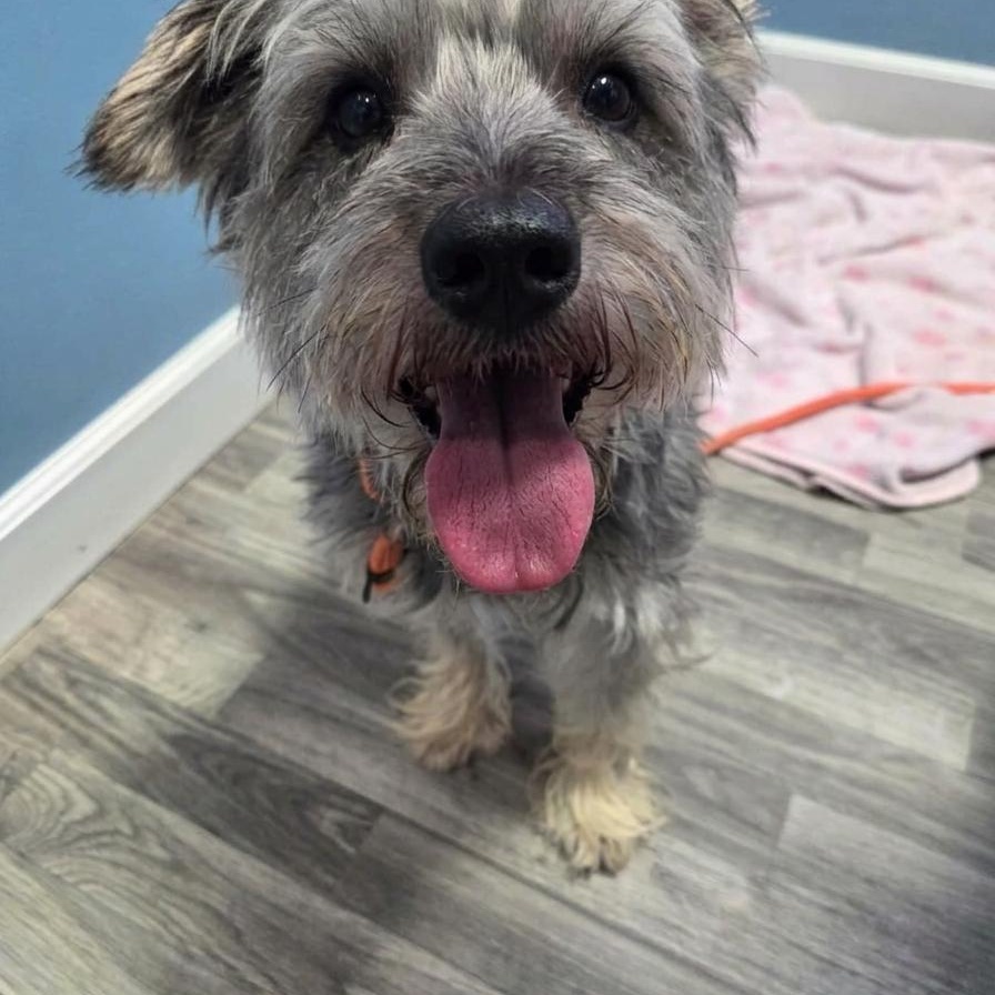 Enlarge Luigi, a ADOPTABLE Schnauzer in Minooka, IL image 2/3