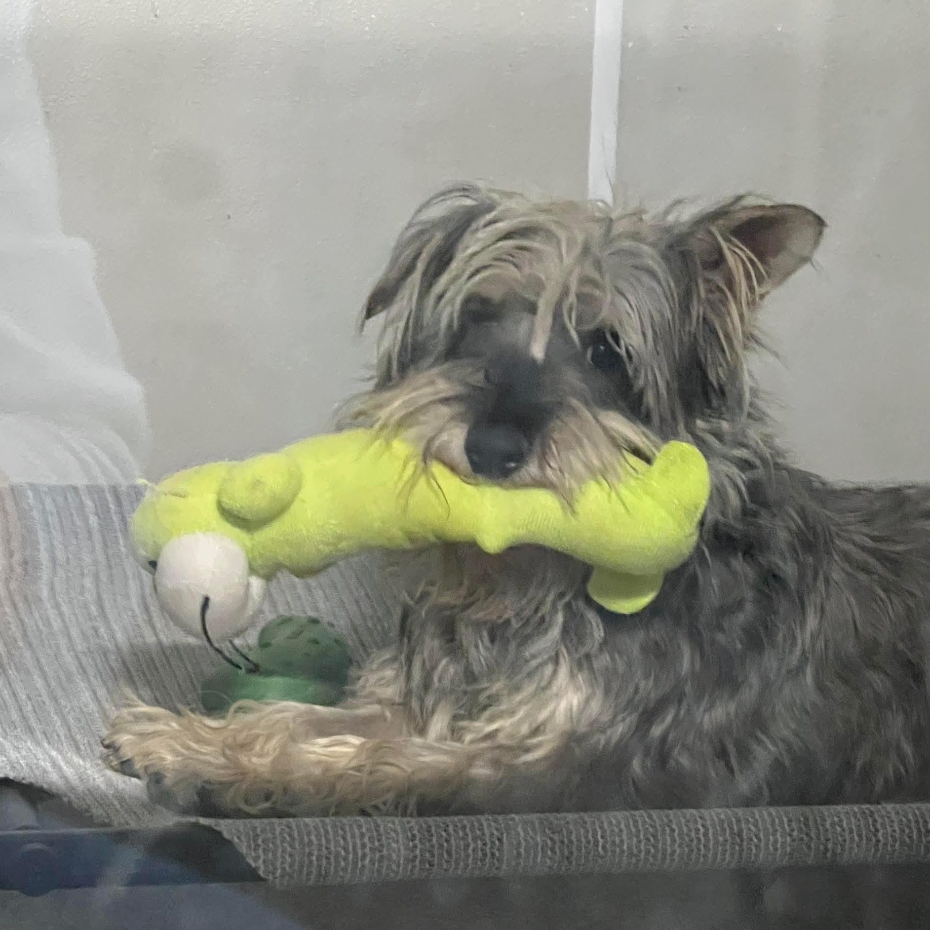 Enlarge Luigi, a ADOPTABLE Schnauzer in Minooka, IL image 3/3