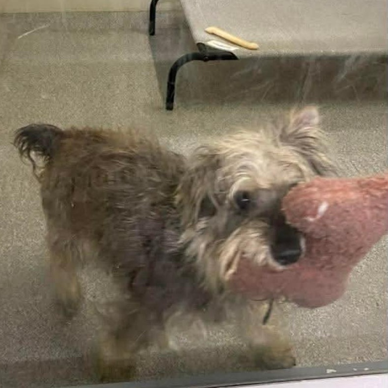 Enlarge Luigi, a ADOPTABLE Schnauzer in Minooka, IL image 1/3