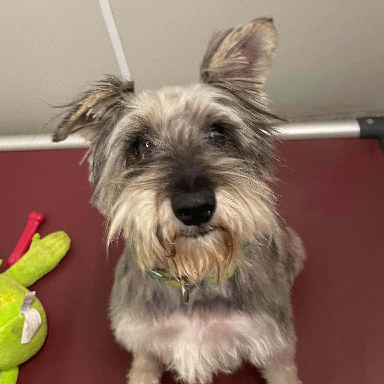 Enlarge Luigi, an adopted Schnauzer in Minooka, IL image 1/4