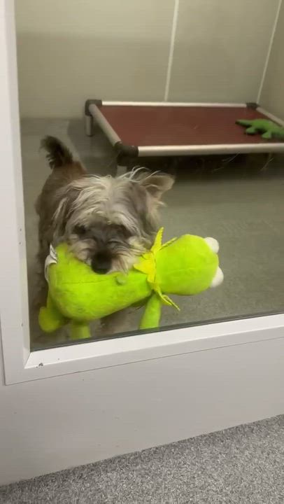 Enlarge Luigi, an adopted Schnauzer in Minooka, IL video 4/4