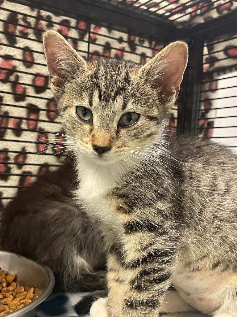 Rugg, Adoptable, Kitten Female Domestic Short Hair.