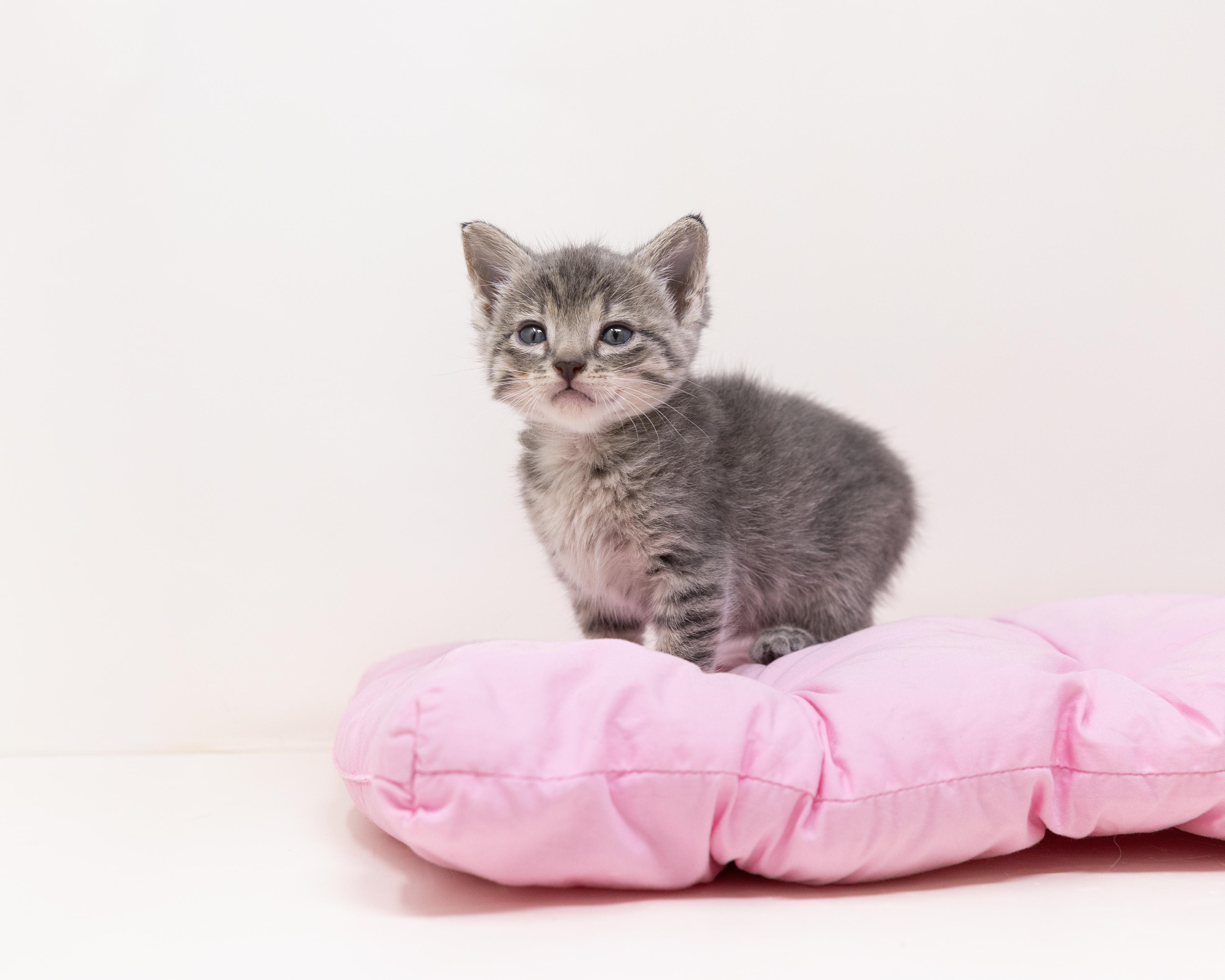 Remy, an adopted Tabby in Trophy Club, TX image 5/6
