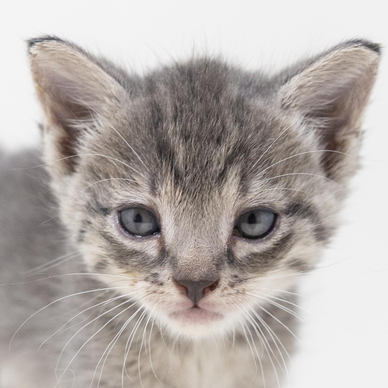 Remy, an adopted Tabby in Trophy Club, TX image 3/6