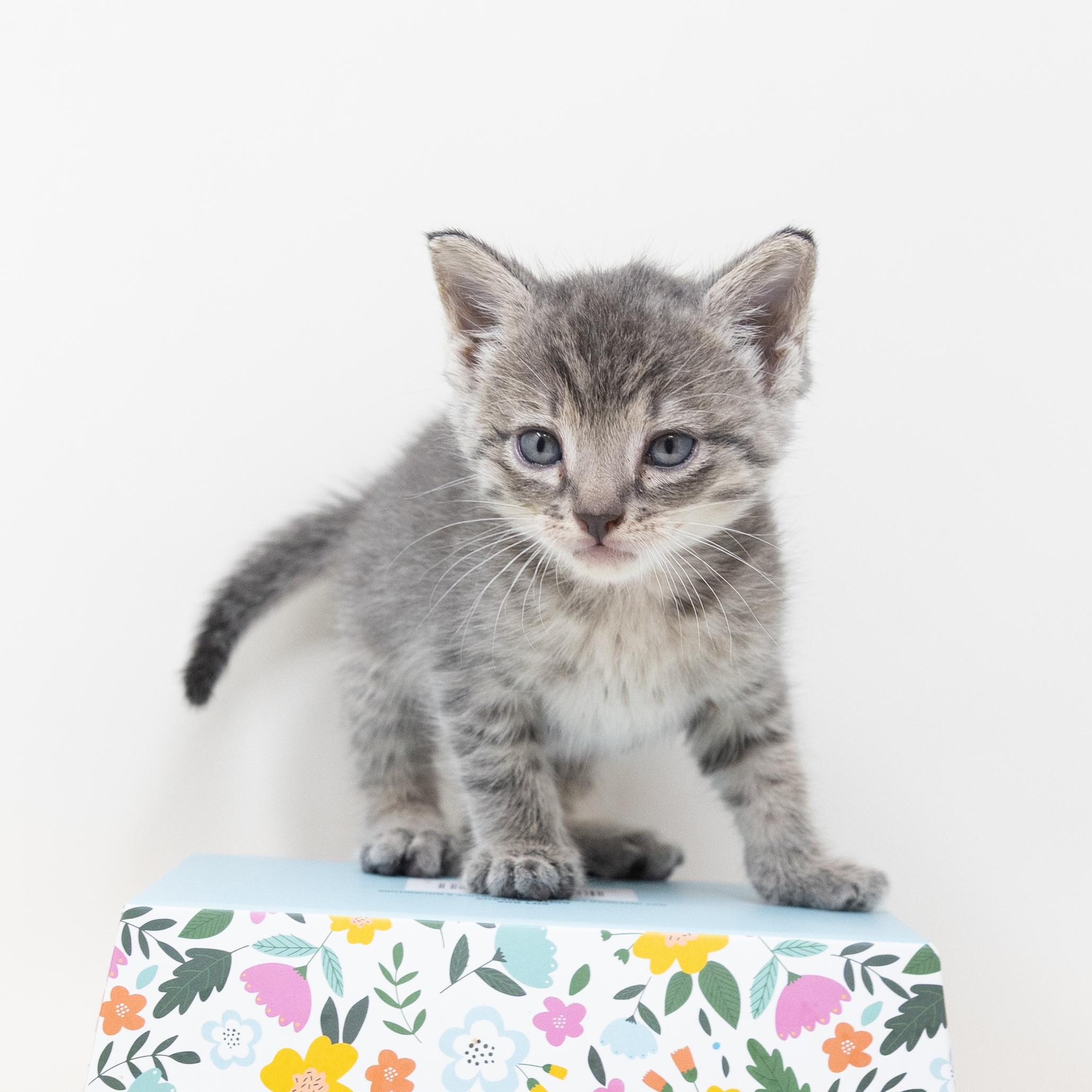 Remy, an adopted Tabby in Trophy Club, TX image 2/6