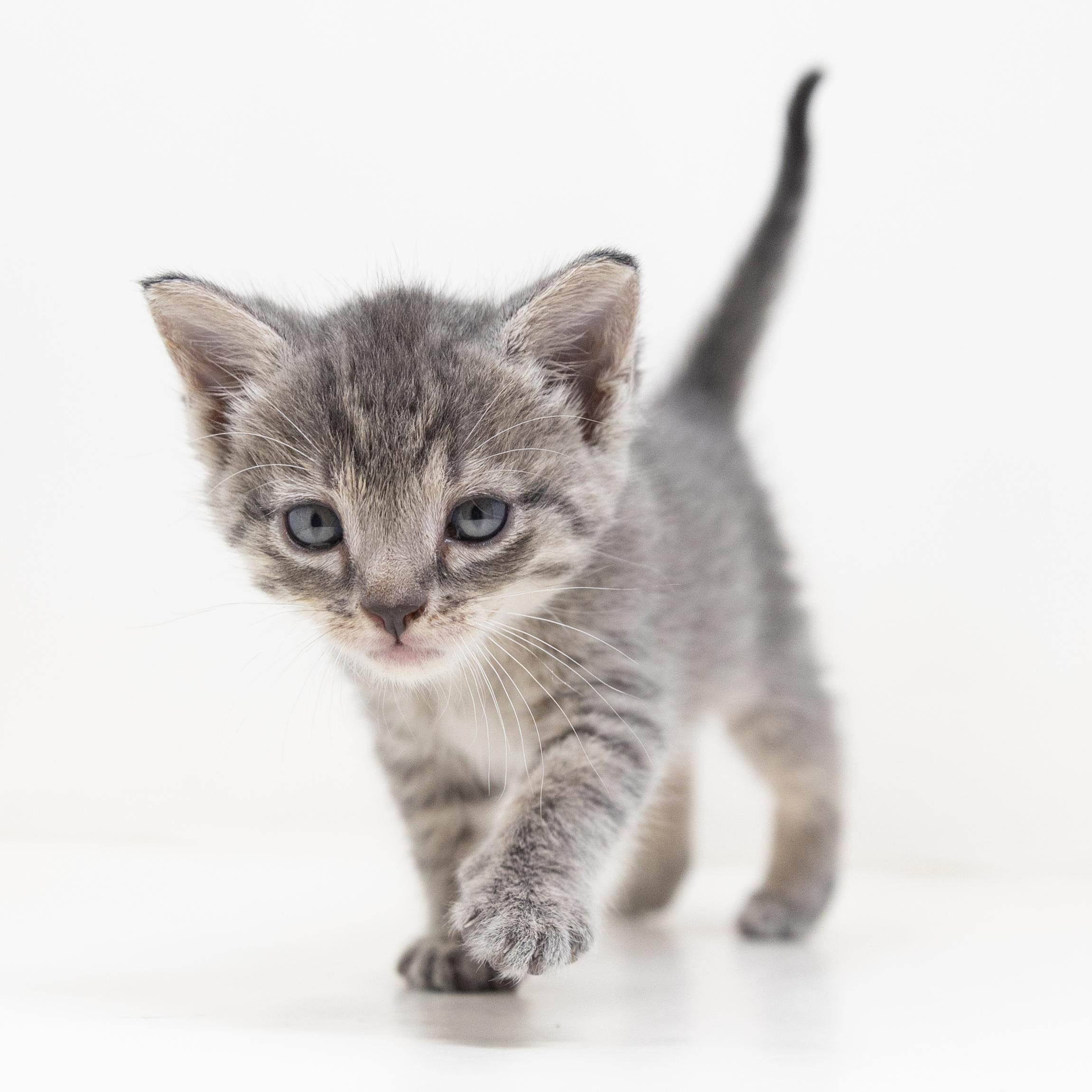 Remy, adopted, Kitten Female Tabby.