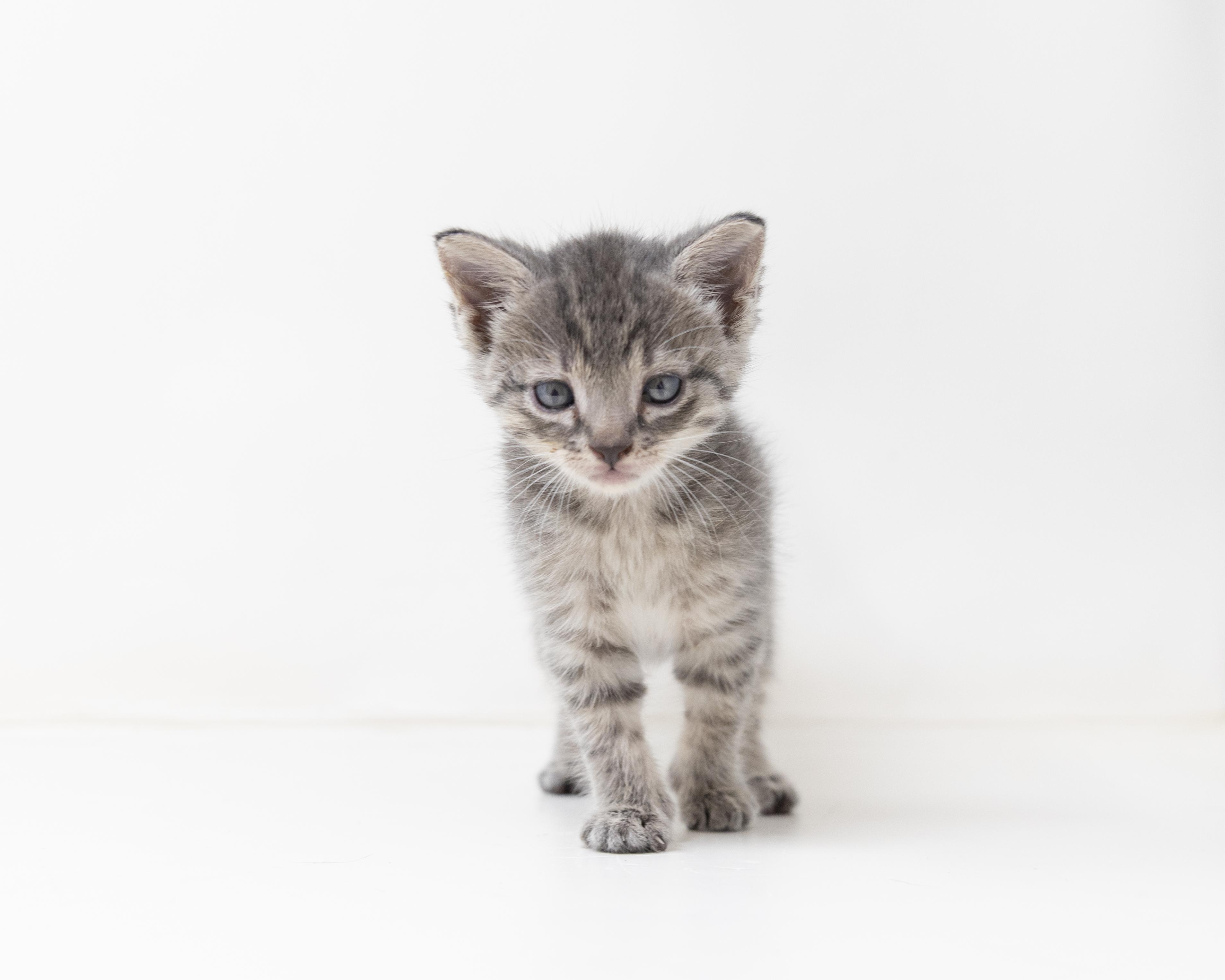 Remy, an adopted Tabby in Trophy Club, TX image 6/6
