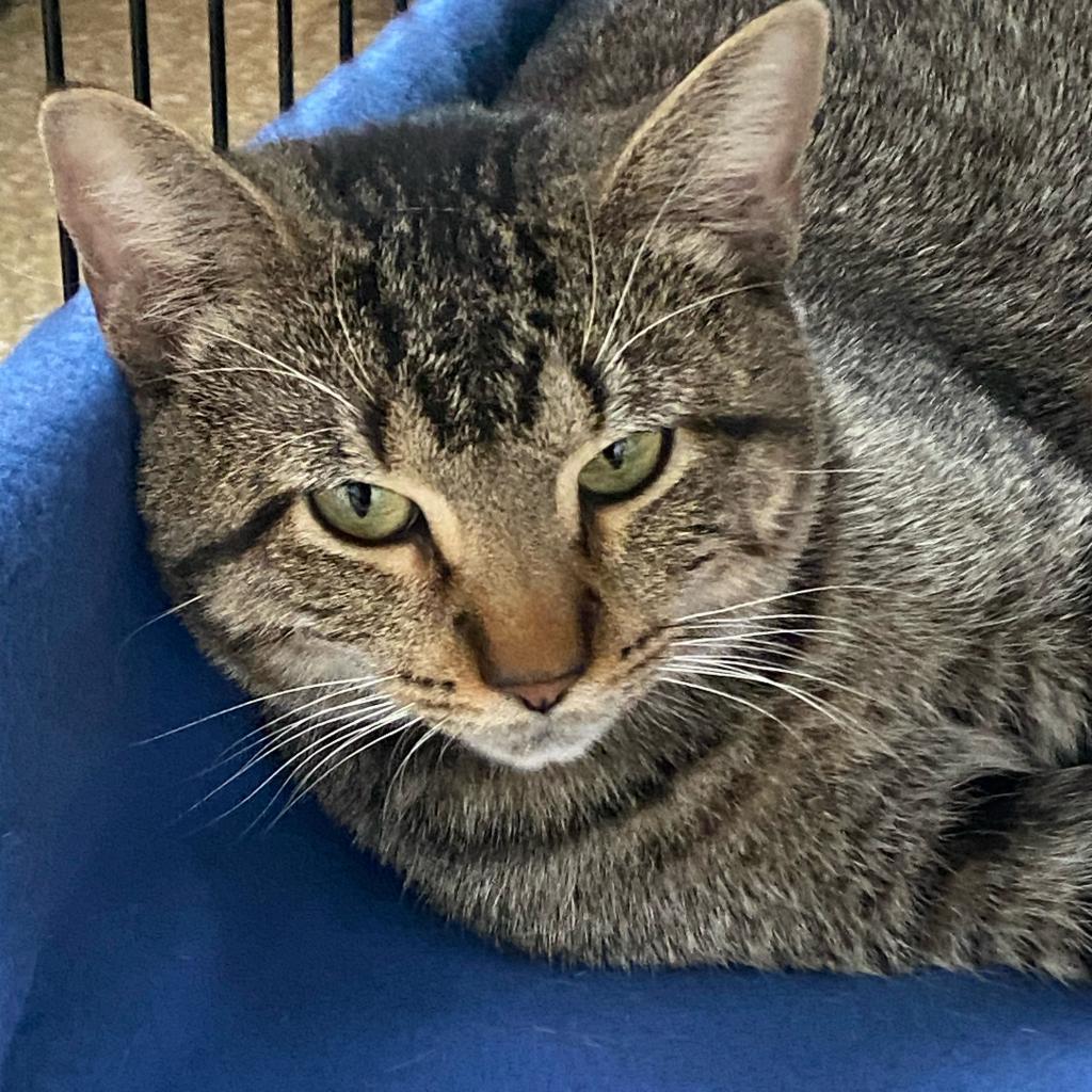 Grinch, Adoptable, Adult Male Domestic Short Hair.