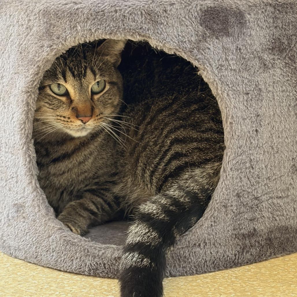 Enlarge Grinch, a Adoptable Domestic Short Hair in Deerfield, IL image 2/2