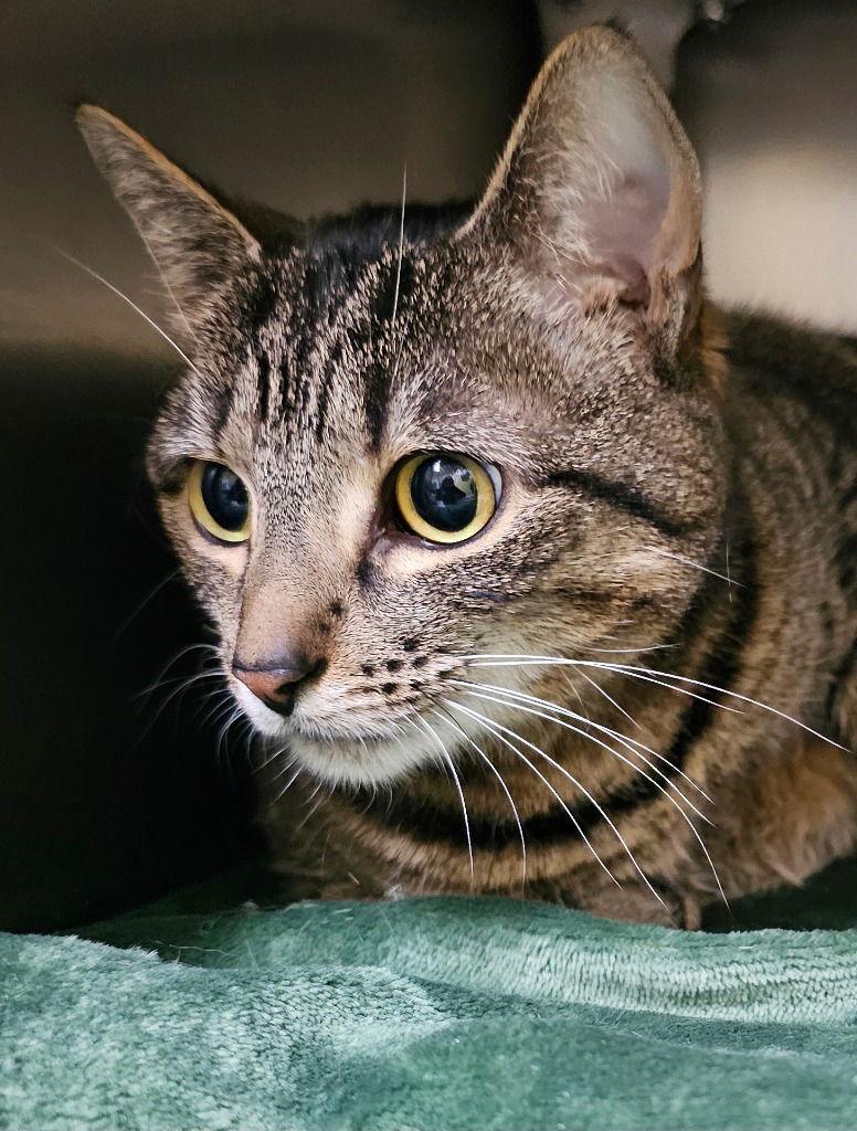 Kitty, a Adoptable Domestic Short Hair in Lovingston, VA image 1/3