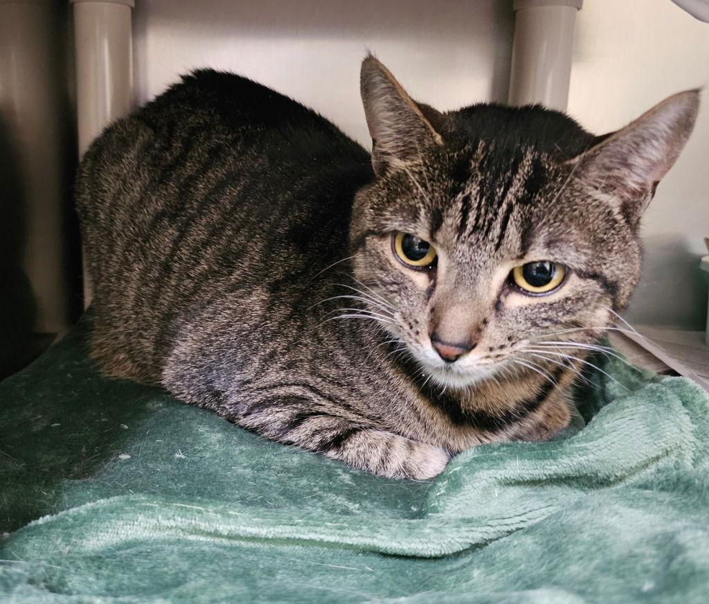 Kitty, a Adoptable Domestic Short Hair in Lovingston, VA image 2/3