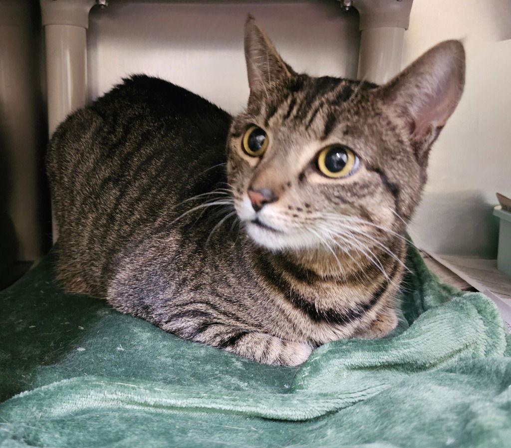 Kitty, a Adoptable Domestic Short Hair in Lovingston, VA image 3/3