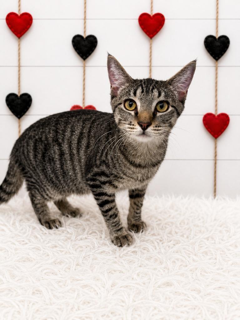 Nino, Adoptable, Kitten Male Domestic Short Hair.