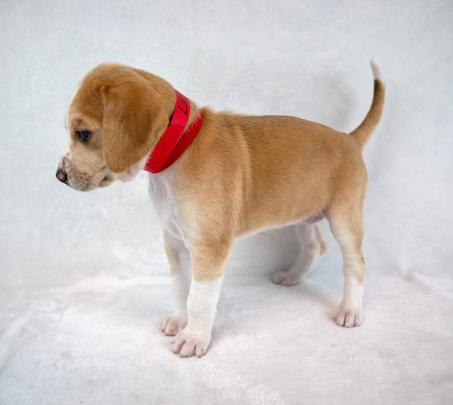 Lucinda — thumbnail 6