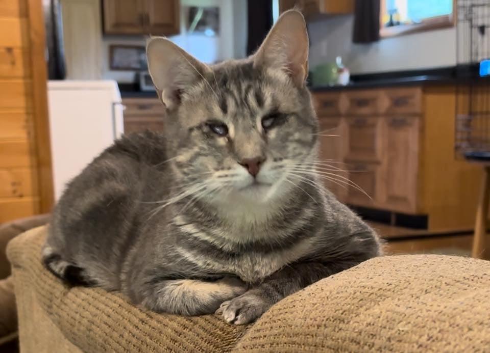 Enlarge Angel ( Blind 4 yr old girl) , a ADOPTABLE Domestic Short Hair in Woodmere, NY image 2/2