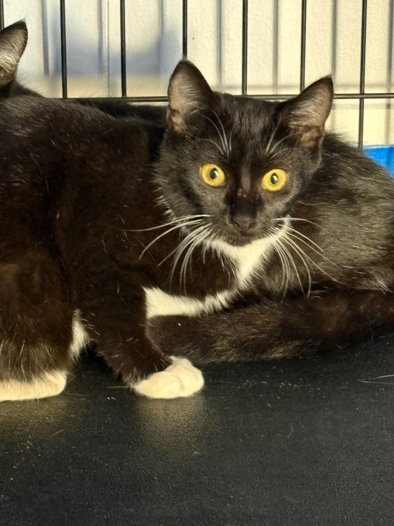 Thing 1, Adoptable, Kitten Male Domestic Short Hair.