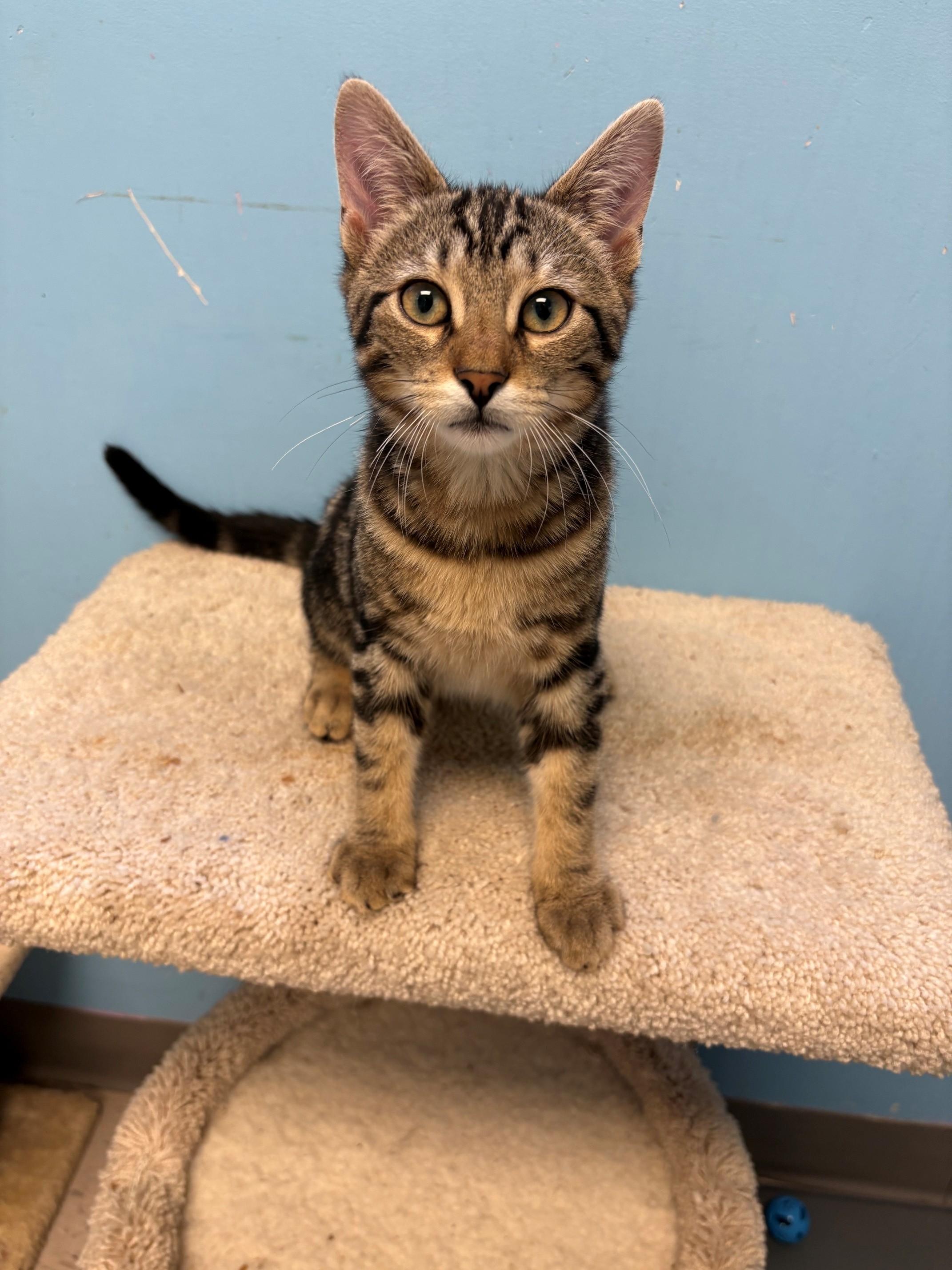 Enlarge Bucky & Bear, a ADOPTABLE Domestic Short Hair in Kingston, MA image 4/6