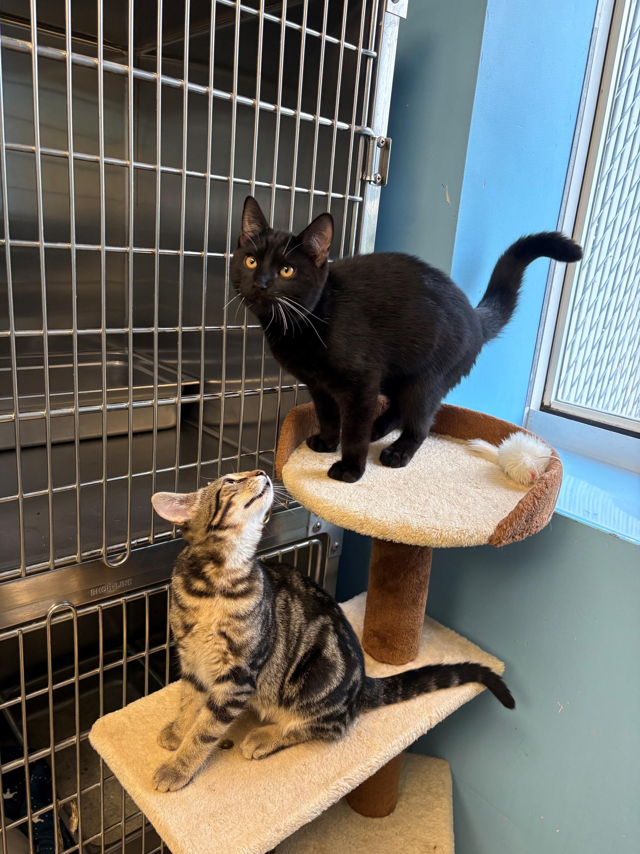 Enlarge Bucky & Bear, a ADOPTABLE Domestic Short Hair in Kingston, MA image 3/6
