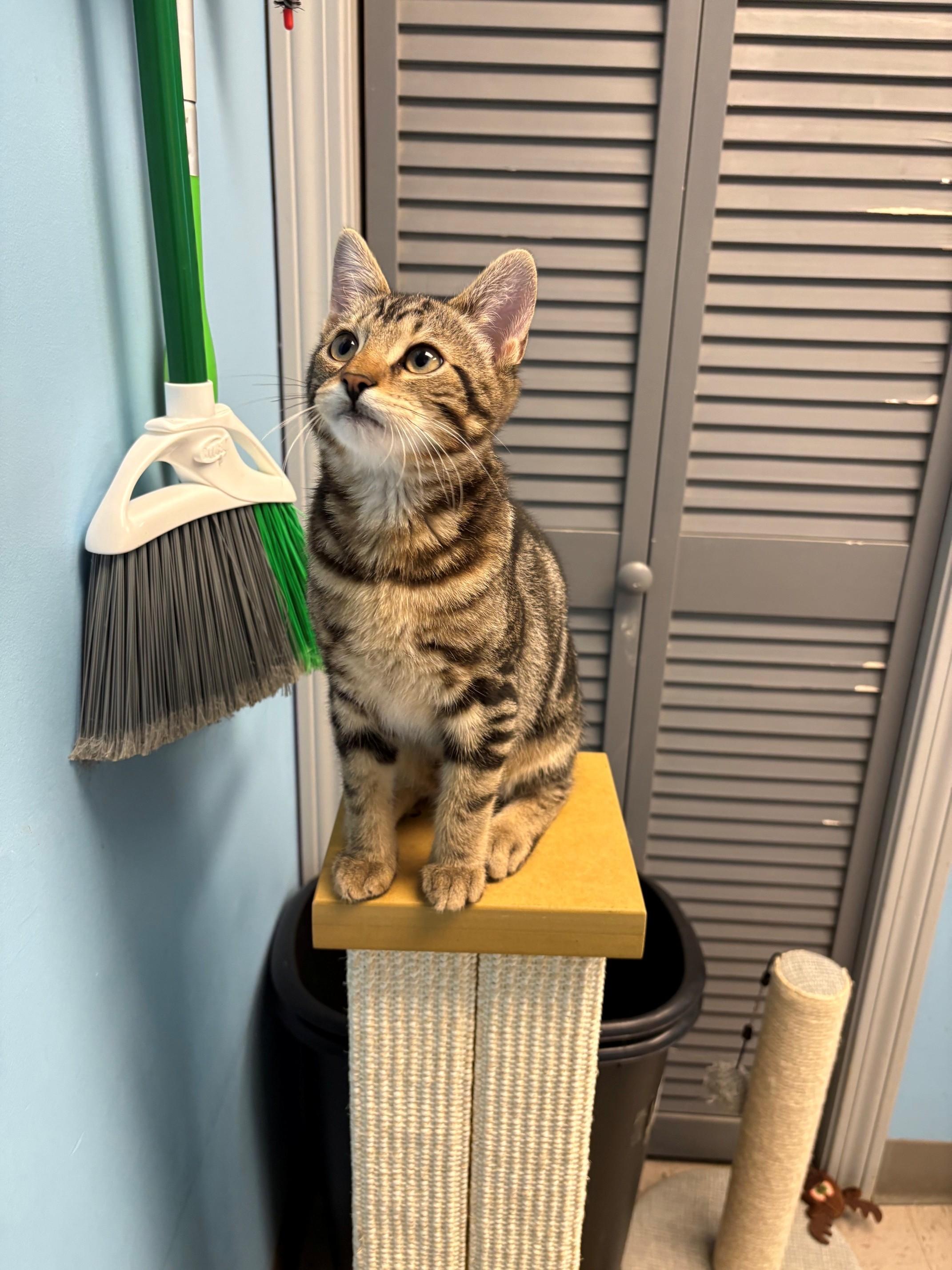 Enlarge Bucky & Bear, a ADOPTABLE Domestic Short Hair in Kingston, MA image 2/6