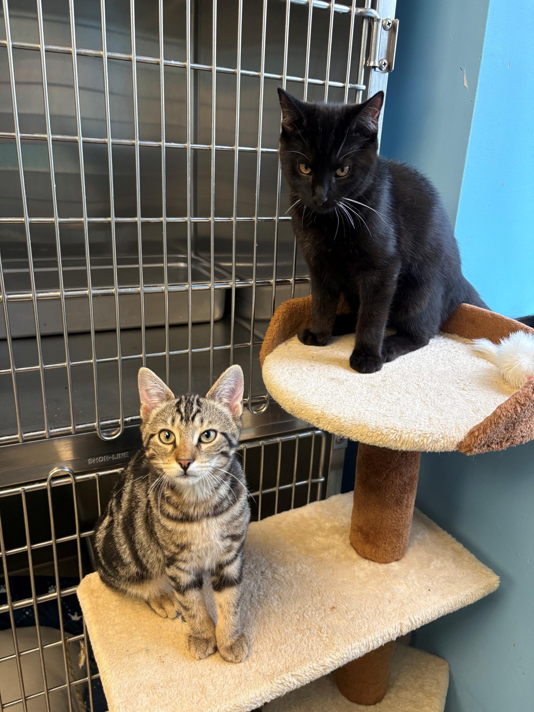 Enlarge Bucky & Bear, a ADOPTABLE Domestic Short Hair in Kingston, MA image 1/6