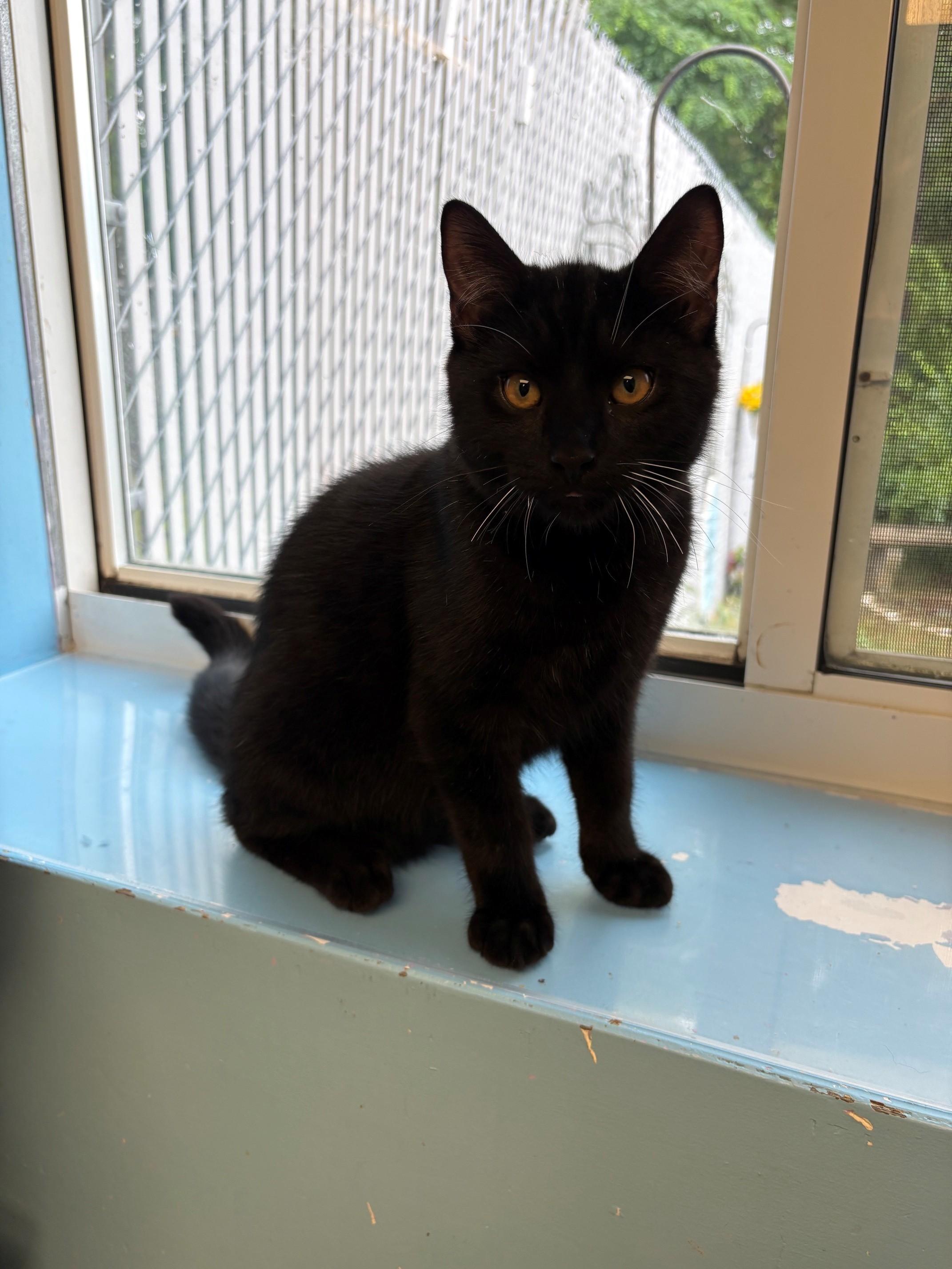 Enlarge Bucky & Bear, a ADOPTABLE Domestic Short Hair in Kingston, MA image 5/6