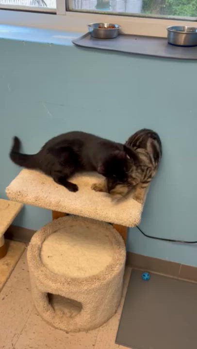 Enlarge Bucky & Bear, a ADOPTABLE Domestic Short Hair in Kingston, MA video 6/6