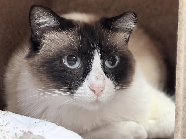 EDI, Adoptable, Young Female Snowshoe & Domestic Short Hair.