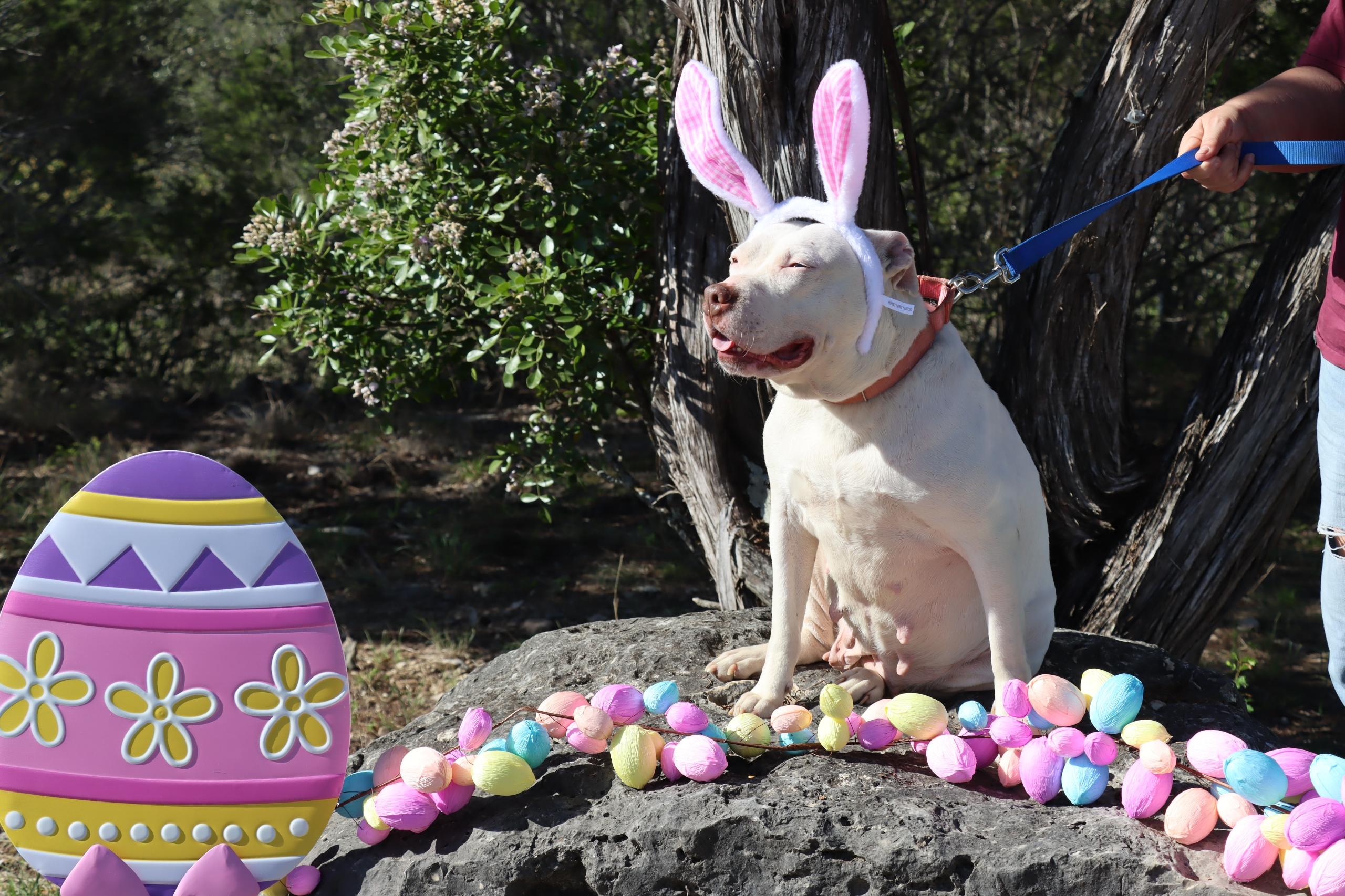 Enlarge Doja, a Adoptable American Staffordshire Terrier in Philadelphia , PA image 1/6