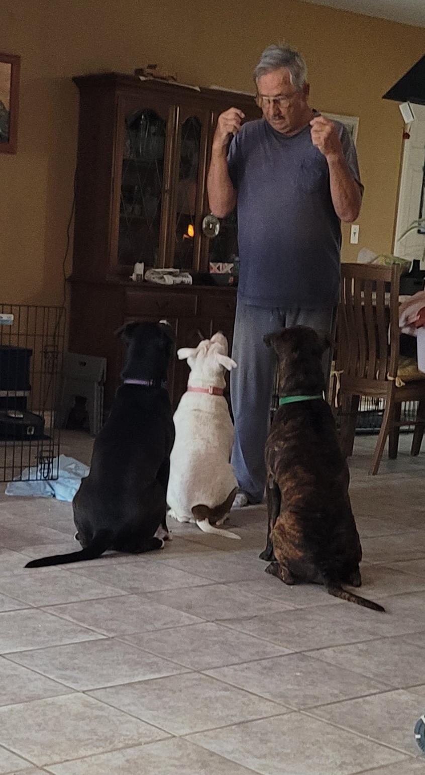 Enlarge Doja, a Adoptable American Staffordshire Terrier in Philadelphia , PA image 4/6