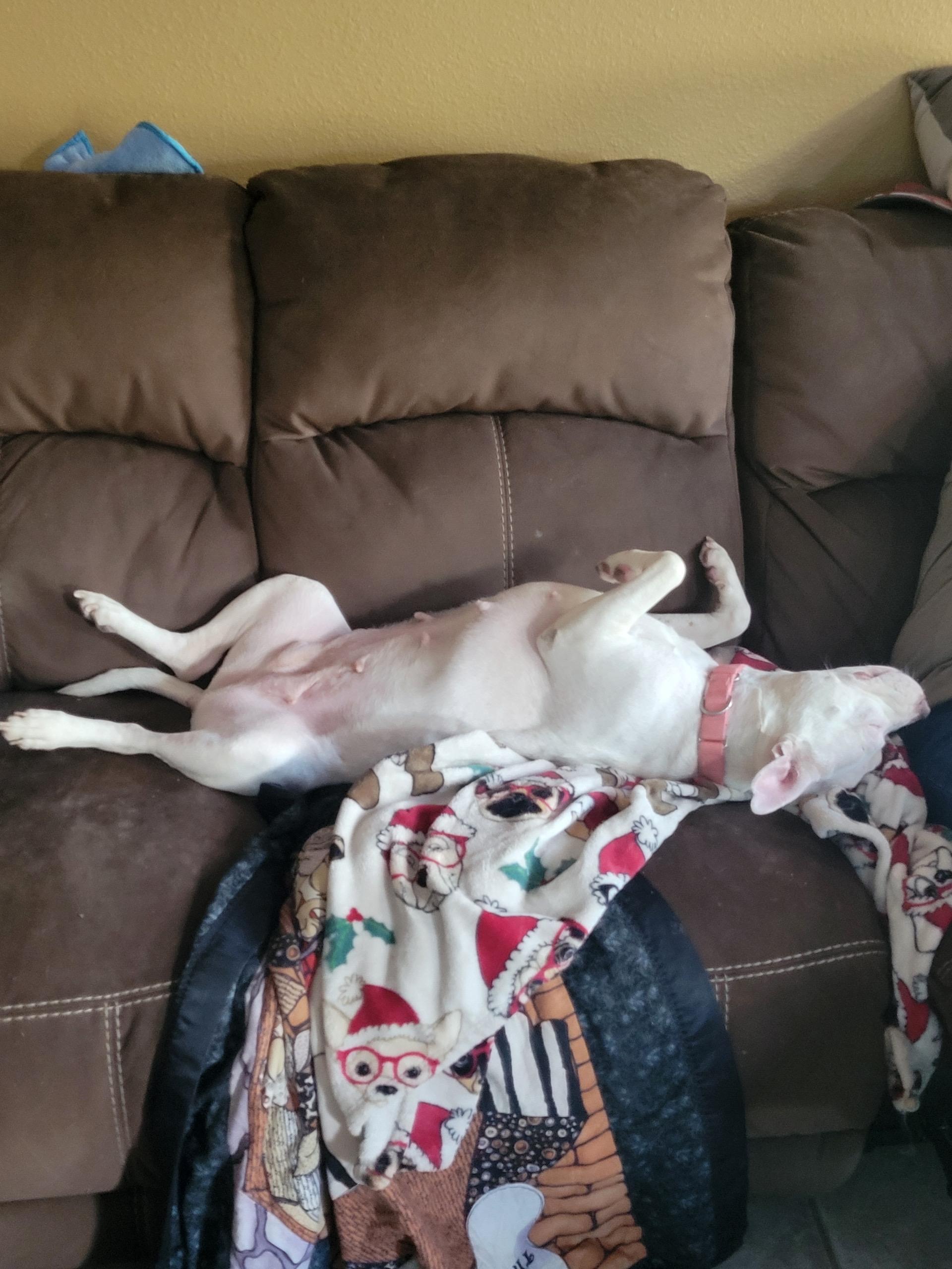 Enlarge Doja, a Adoptable American Staffordshire Terrier in Philadelphia , PA image 5/6