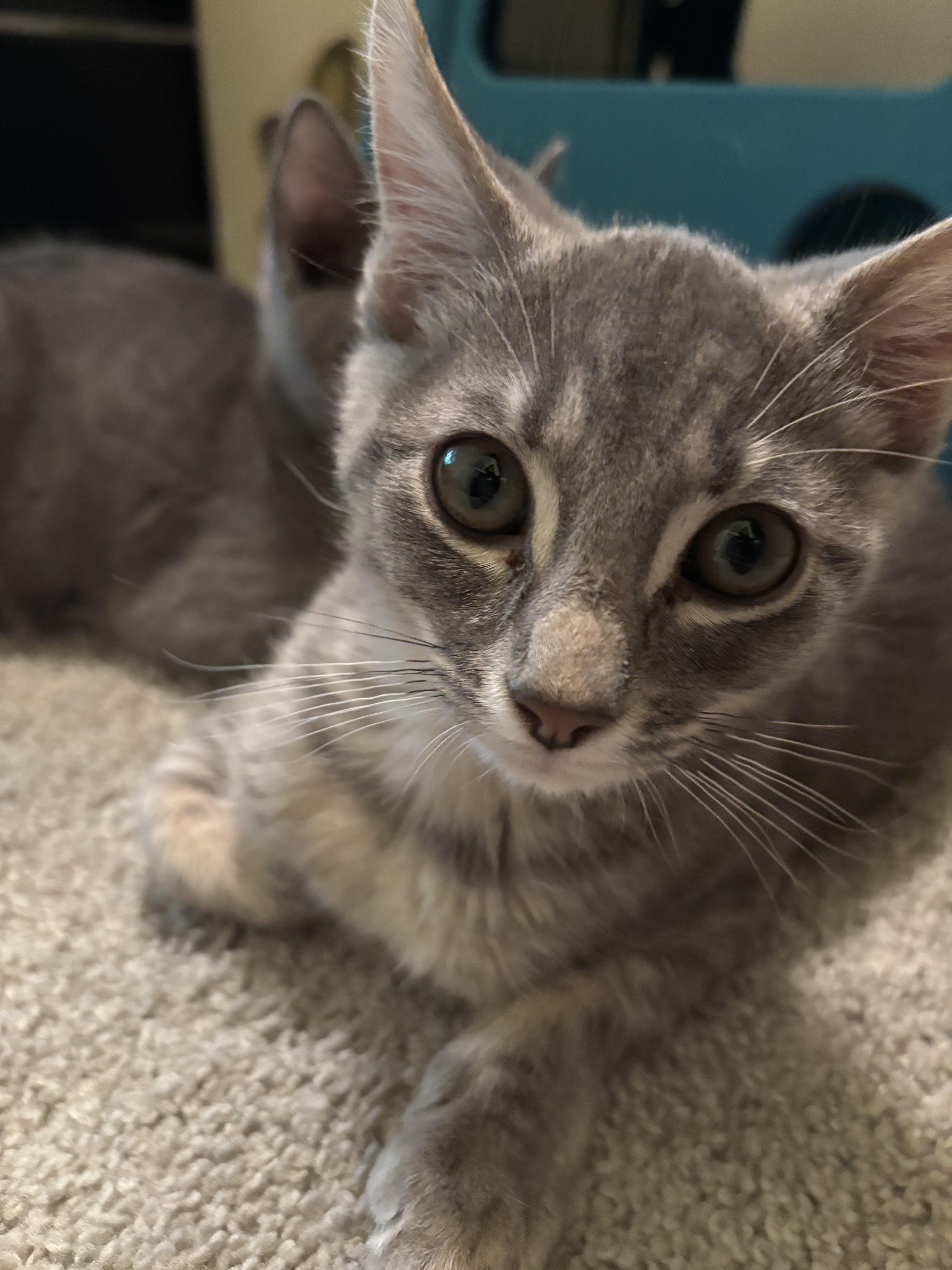 Enlarge Sterling-Loves Belly Rubs, an adopted Domestic Short Hair in Laurel, MD image 4/4