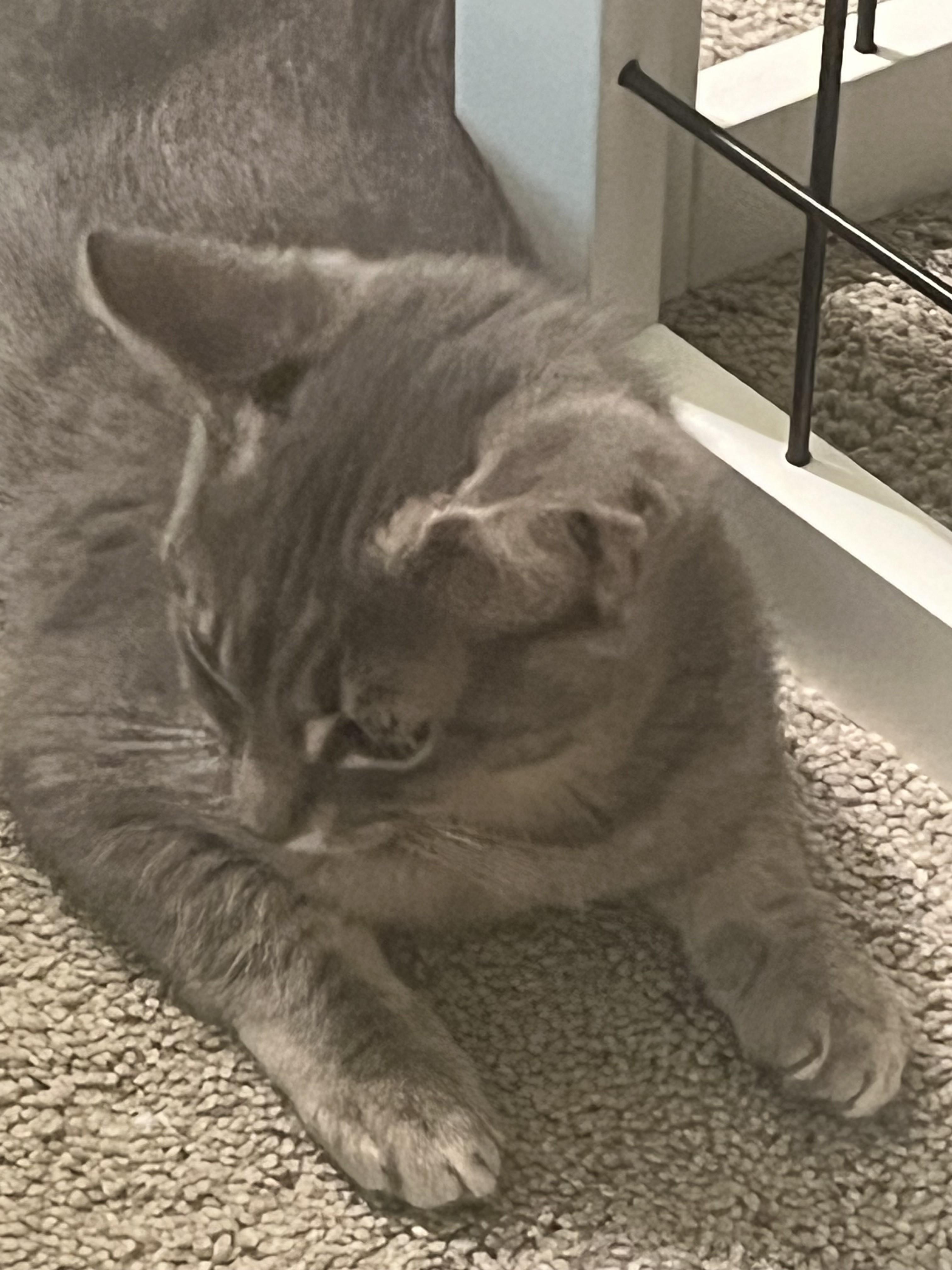 Enlarge Sterling-Loves Belly Rubs, an adopted Domestic Short Hair in Laurel, MD image 3/4
