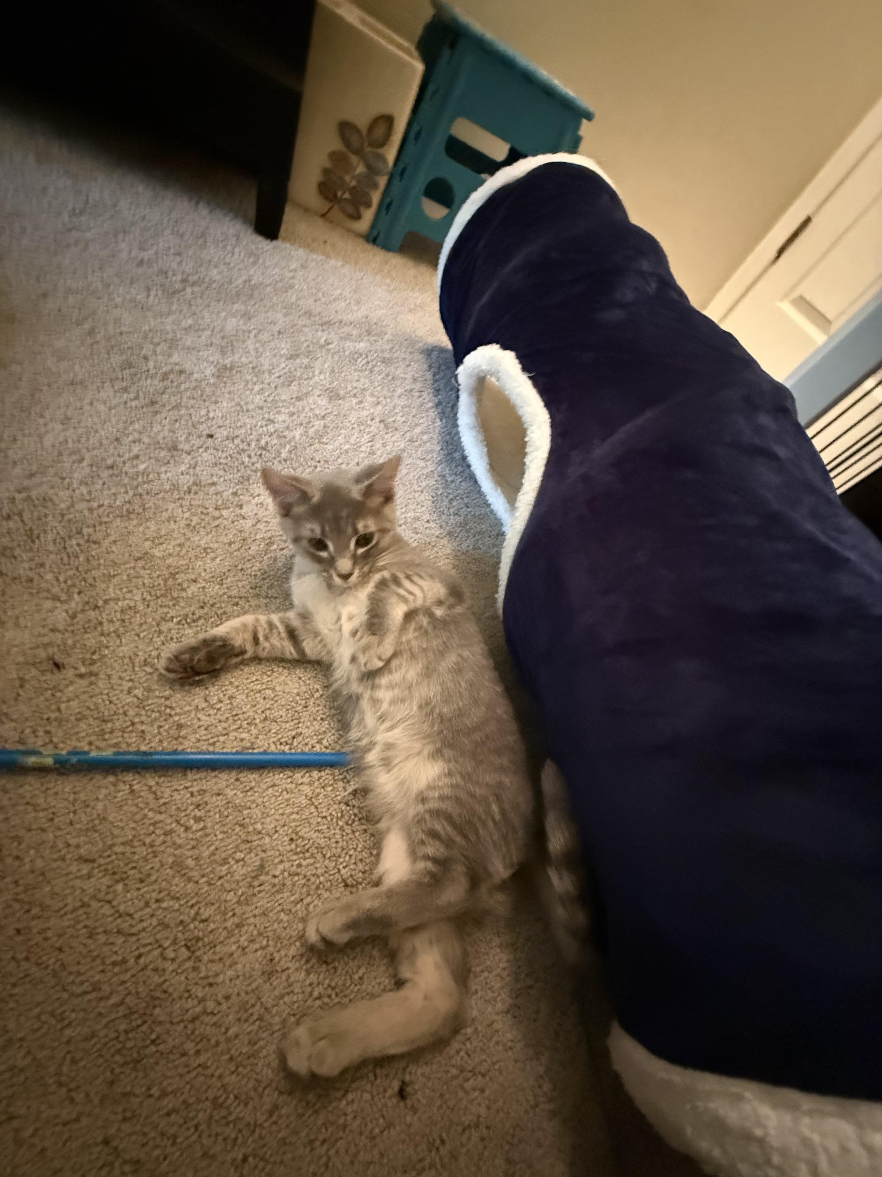 Enlarge Sterling-Loves Belly Rubs, an adopted Domestic Short Hair in Laurel, MD image 2/4