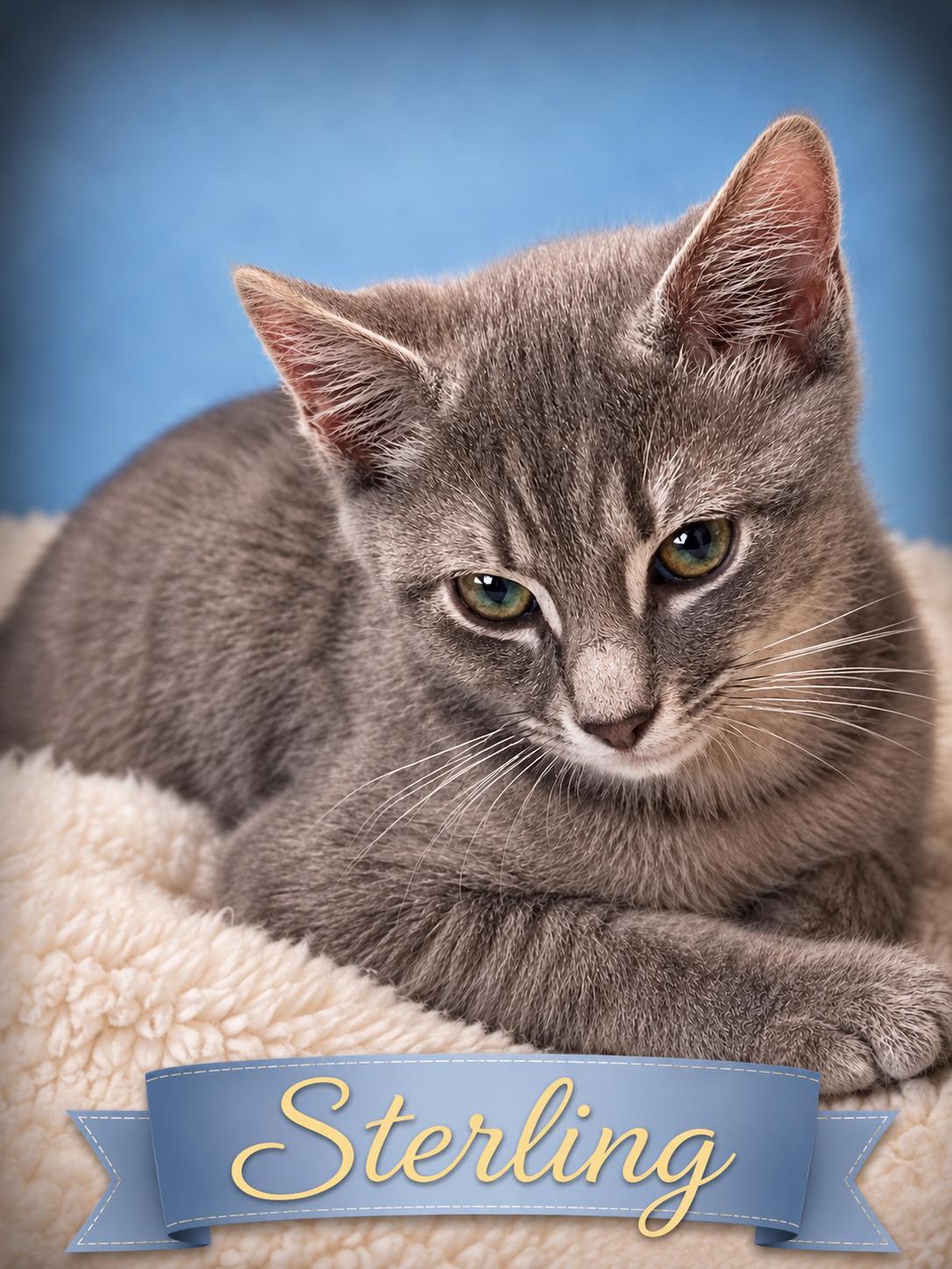 Sterling-Loves Belly Rubs, adopted, Kitten Male Domestic Short Hair.
