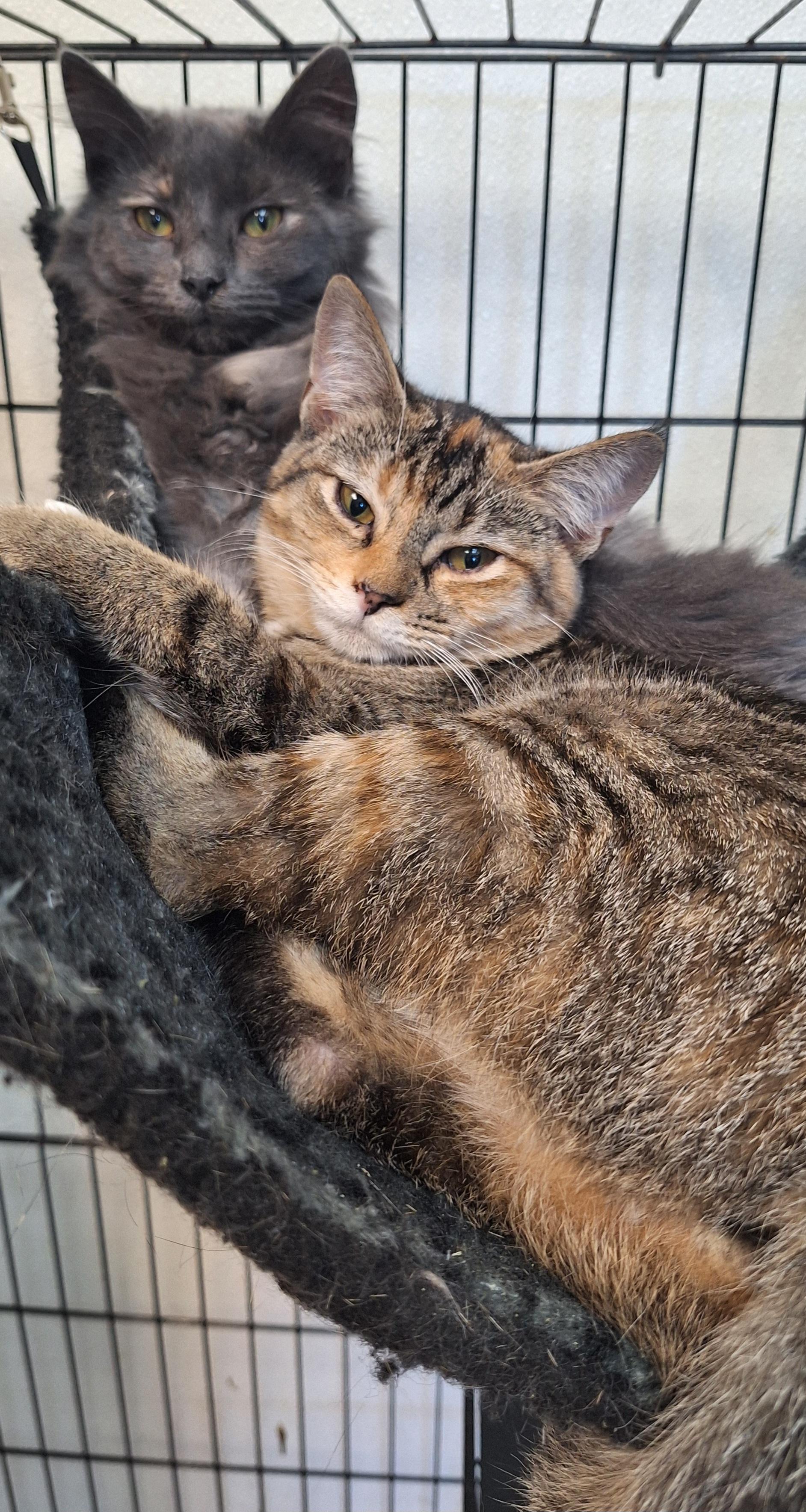 Enlarge Geena - a shy one, a Adoptable mixed breed in Stanton, KY image 2/2