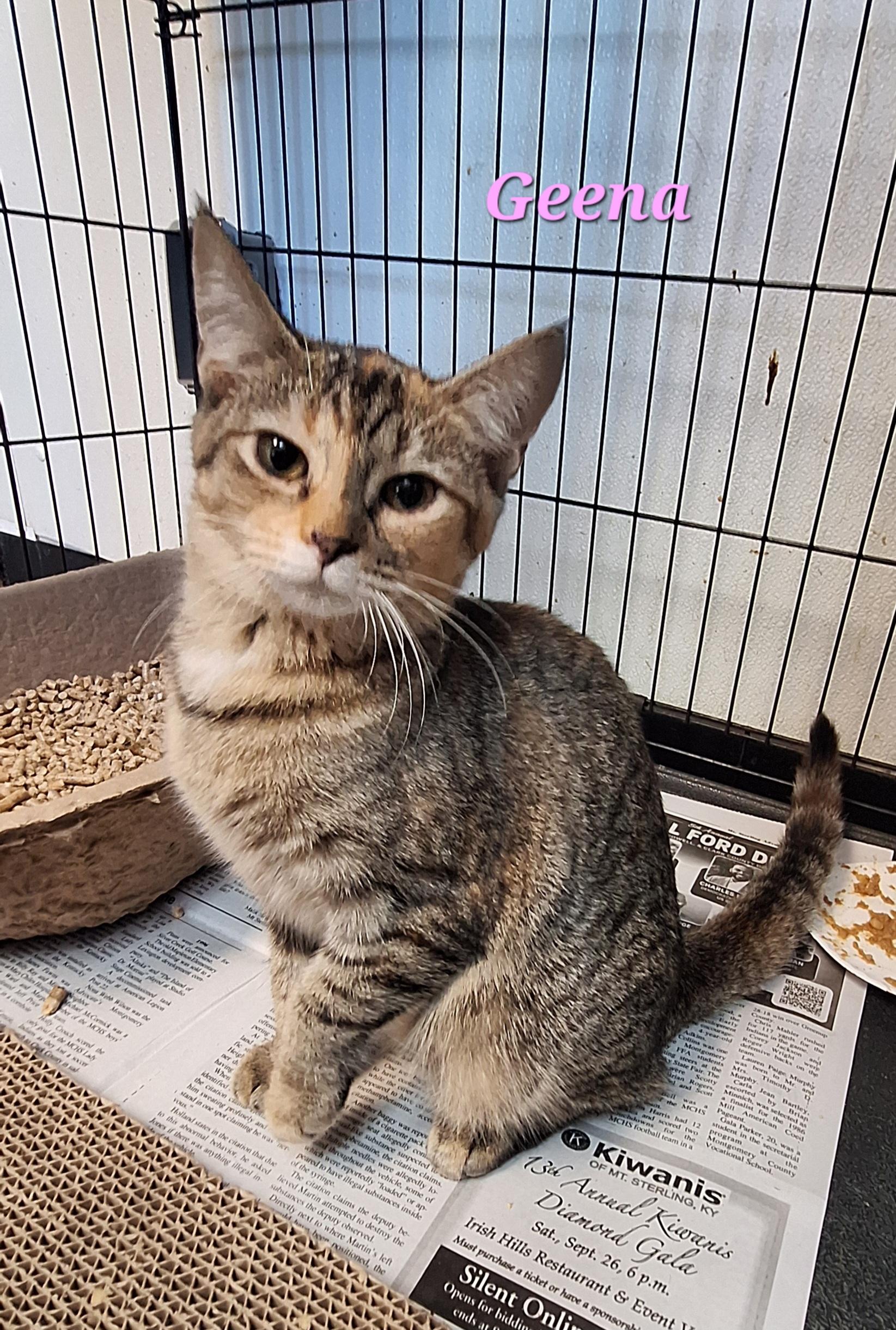 Geena - a shy one, Adoptable, Young Female Tabby & Calico.