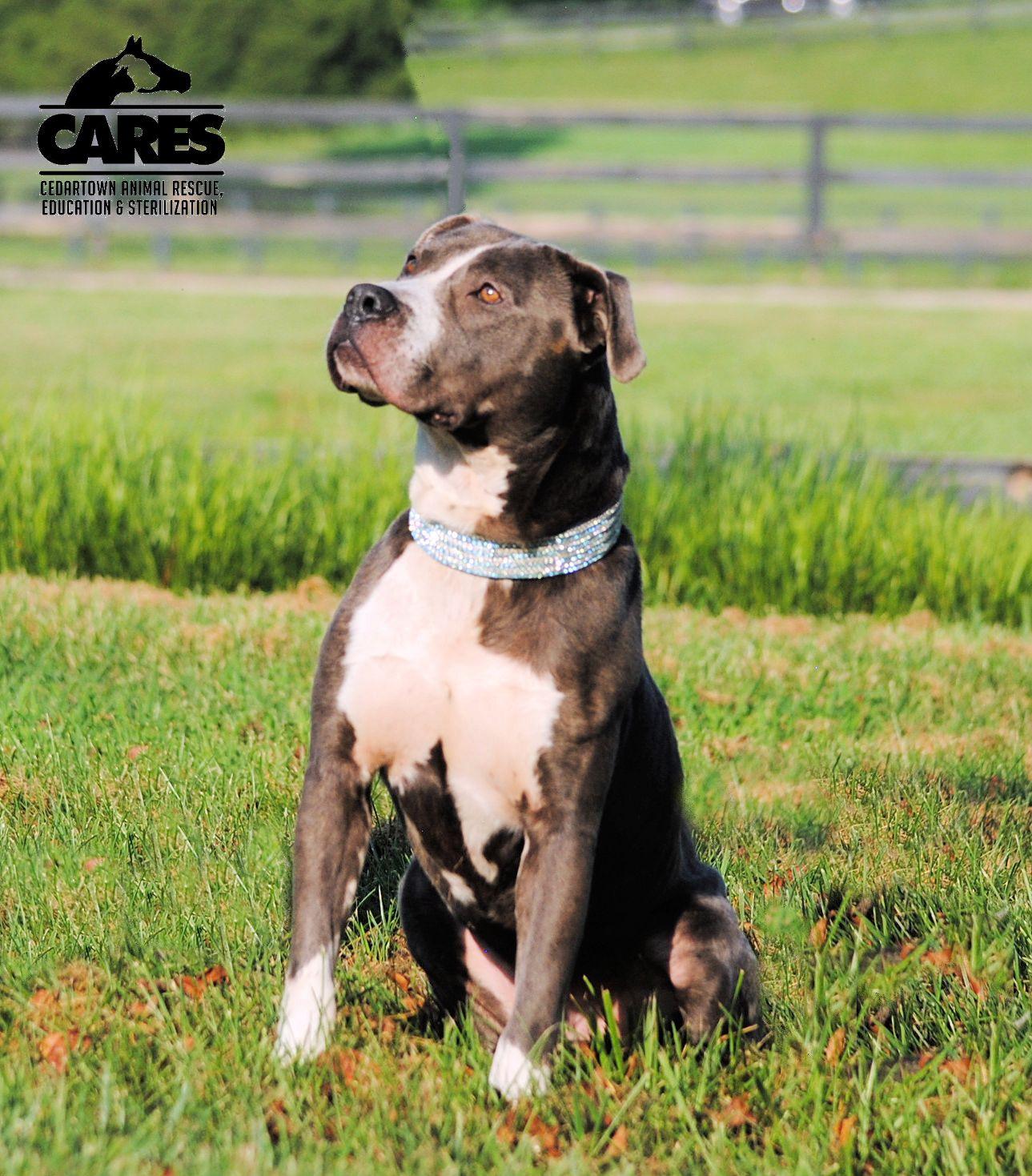 Enlarge Knox, a Adoptable mixed breed in Cedartown, GA image 5/6