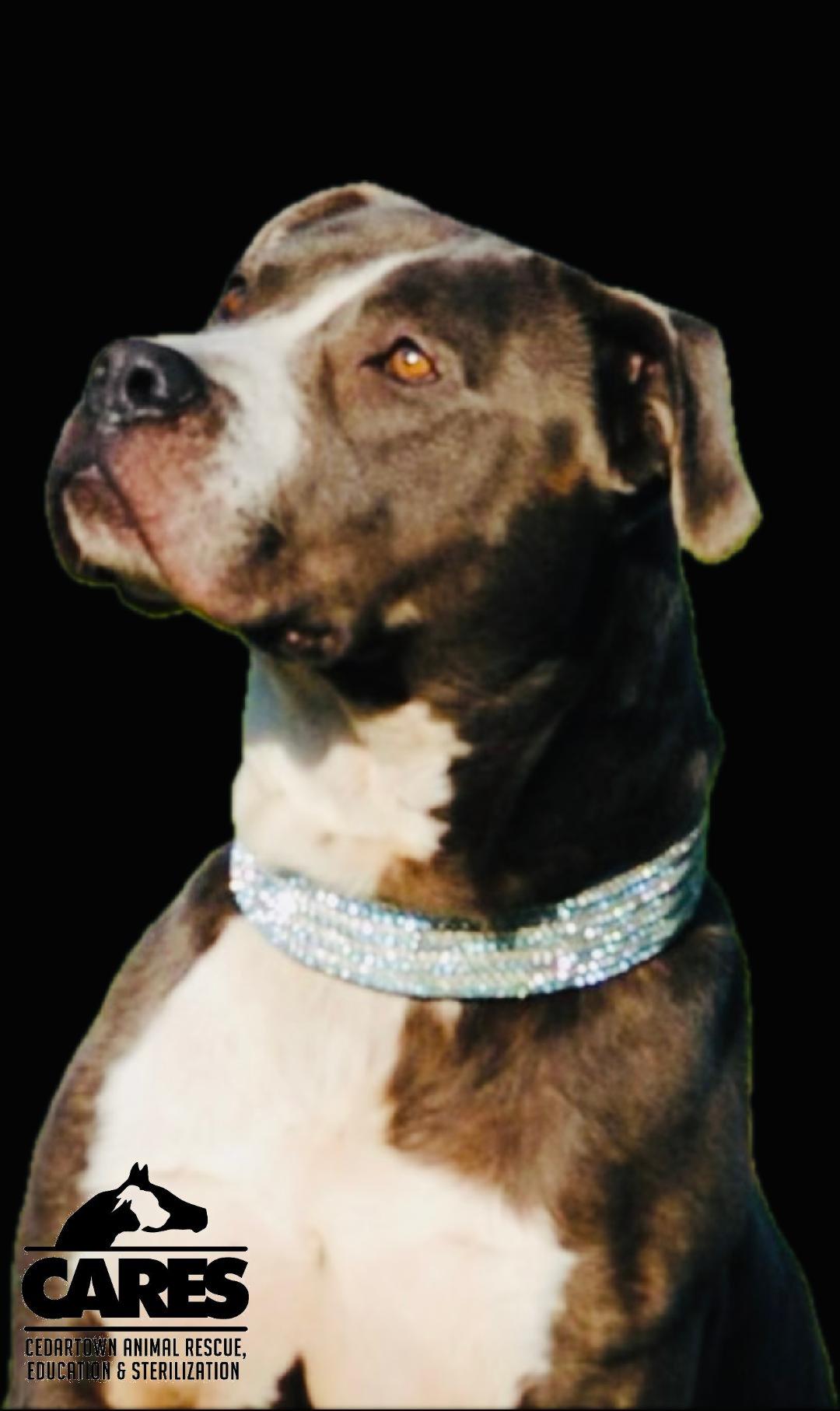 Enlarge Knox, a Adoptable mixed breed in Cedartown, GA image 1/6