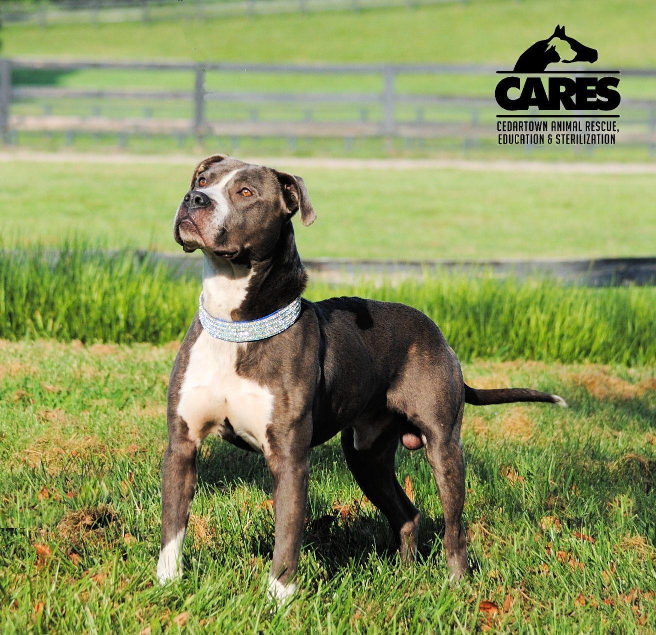 Enlarge Knox, a Adoptable mixed breed in Cedartown, GA image 3/6