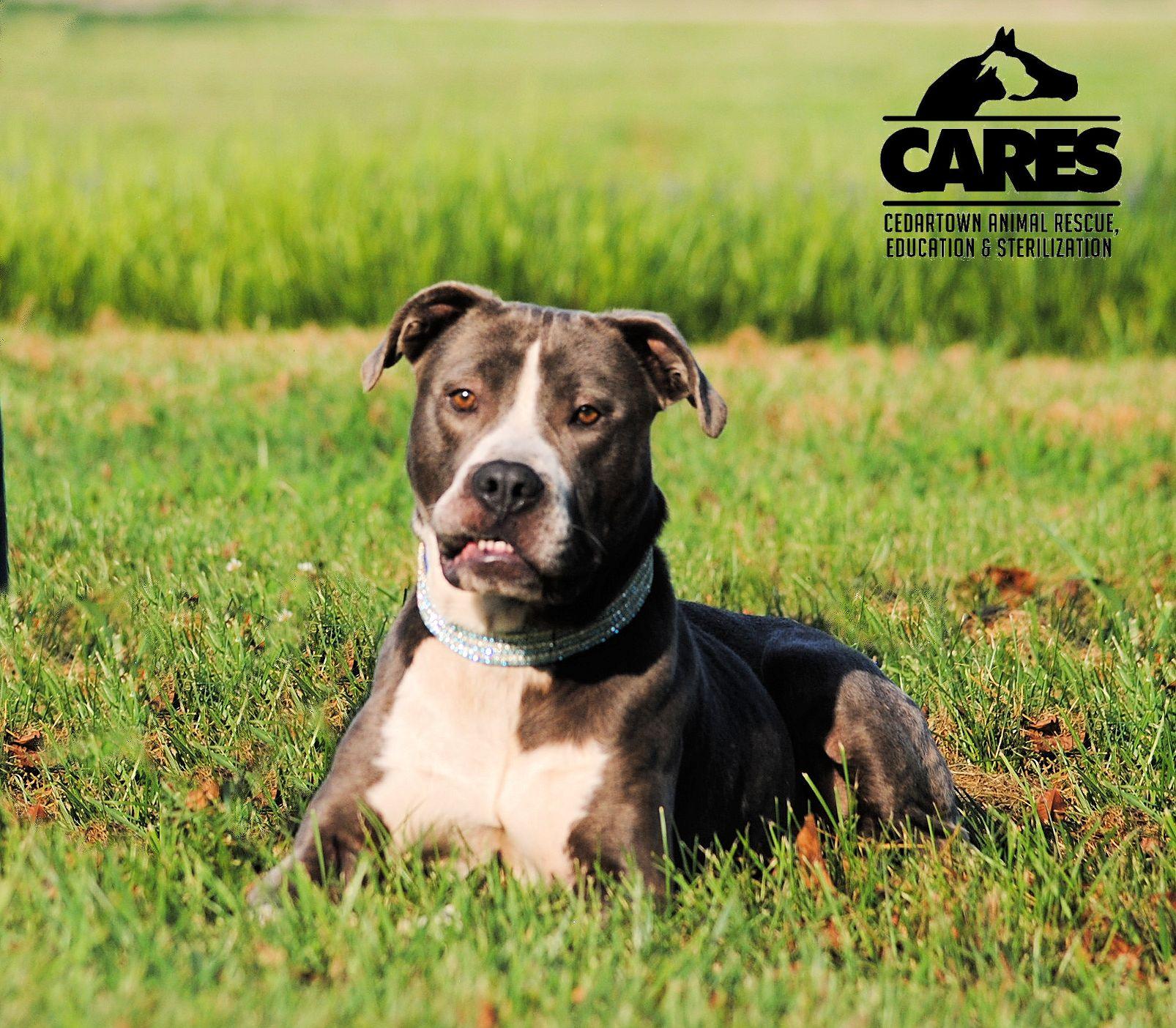 Enlarge Knox, a Adoptable mixed breed in Cedartown, GA image 4/6