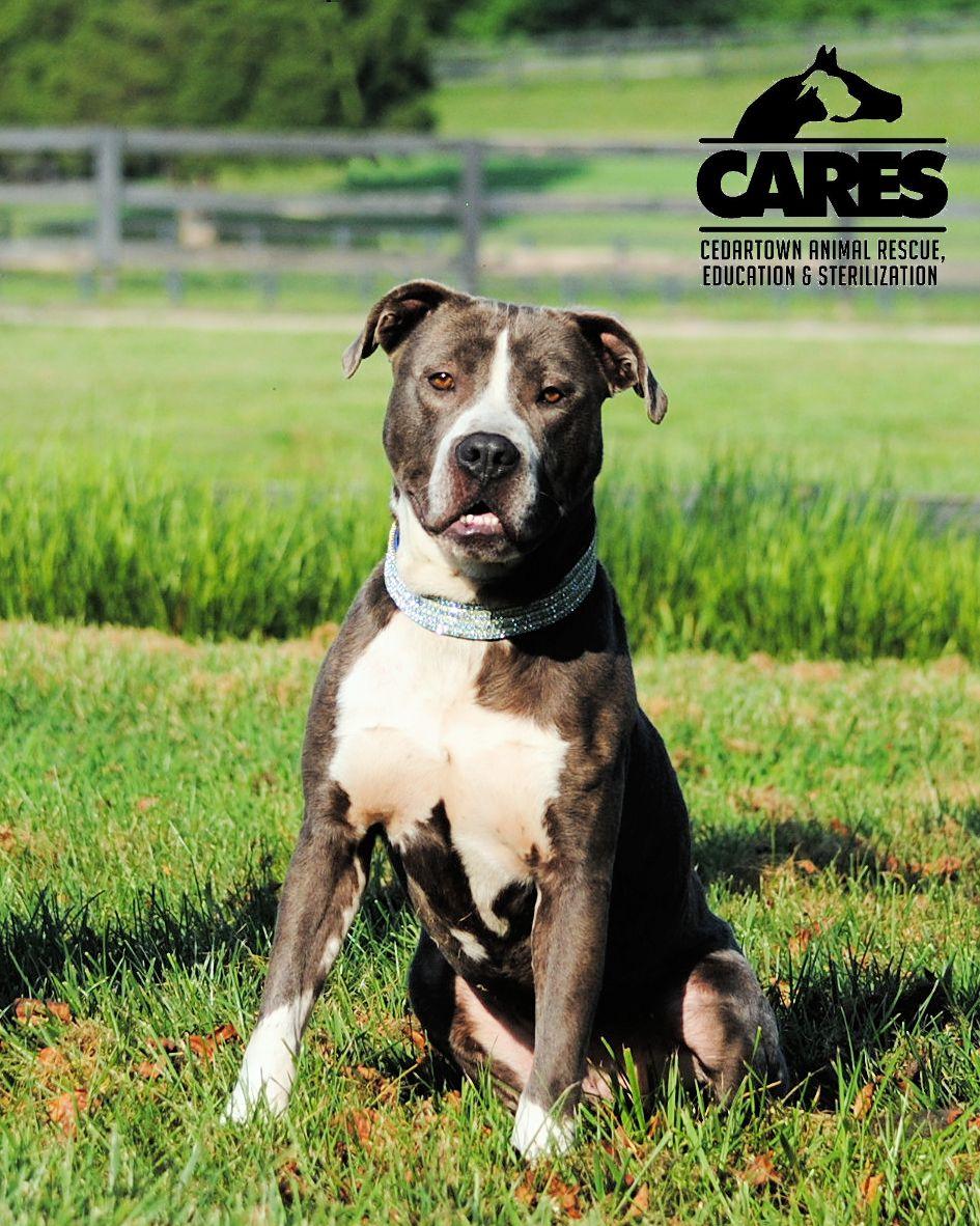 Enlarge Knox, a Adoptable mixed breed in Cedartown, GA image 6/6