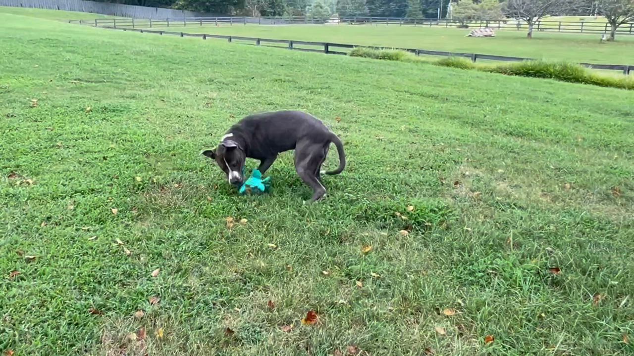 Enlarge Knox, a Adoptable mixed breed in Cedartown, GA video 2/6